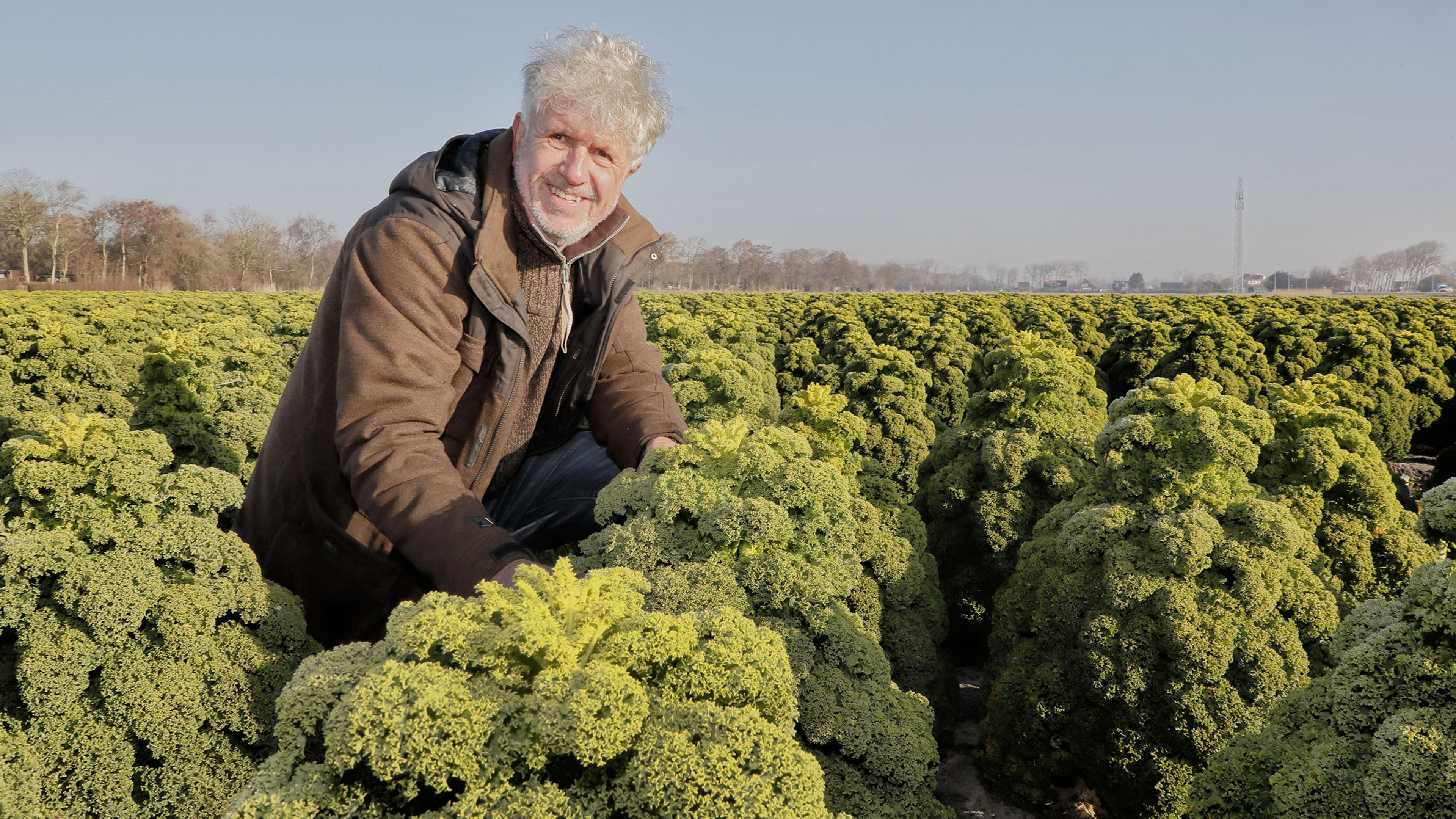 Zestigduizend kilo boerenkool van familie Kooij dreigt verloren te gaan. ’Weggooien is zonde, er ver