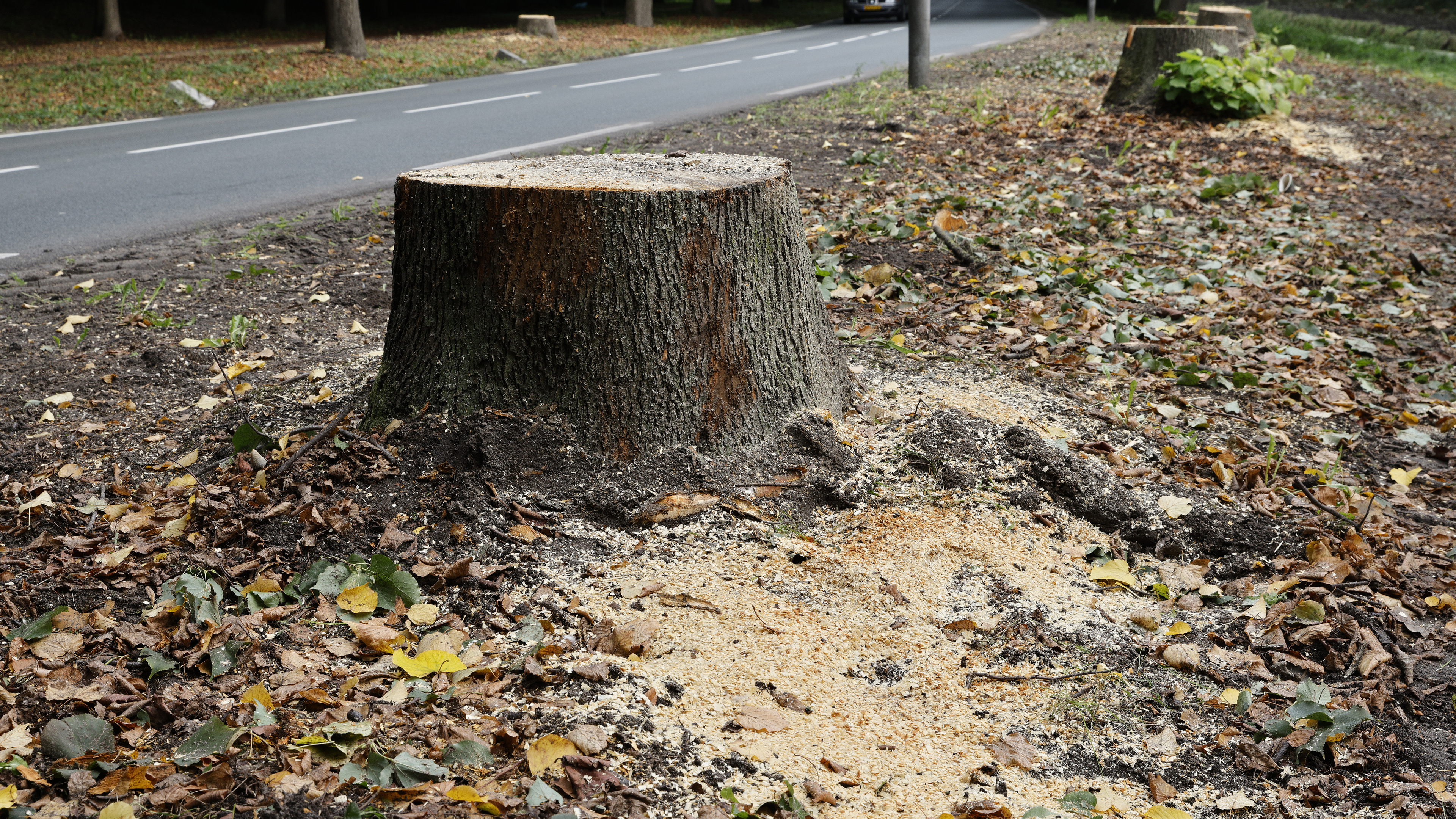 48 trees cut down in Heemskerk: 'Most are dead'