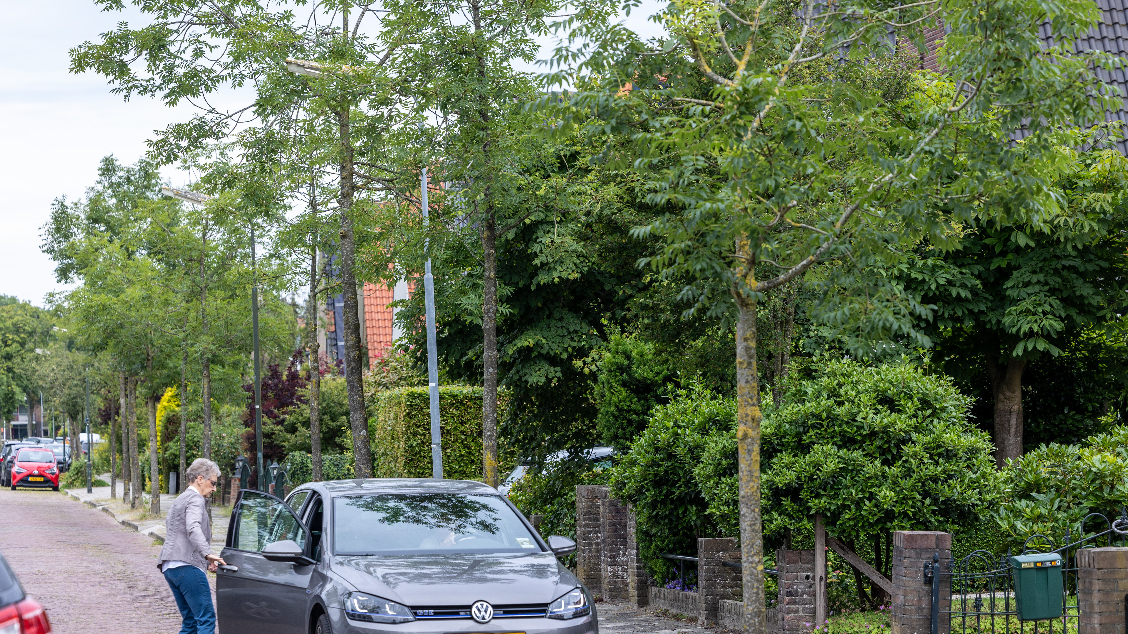 De groene laan in Zuidoostbeemster is straks niet meer zo groen, als het aan de gemeente ligt: ‘Een 