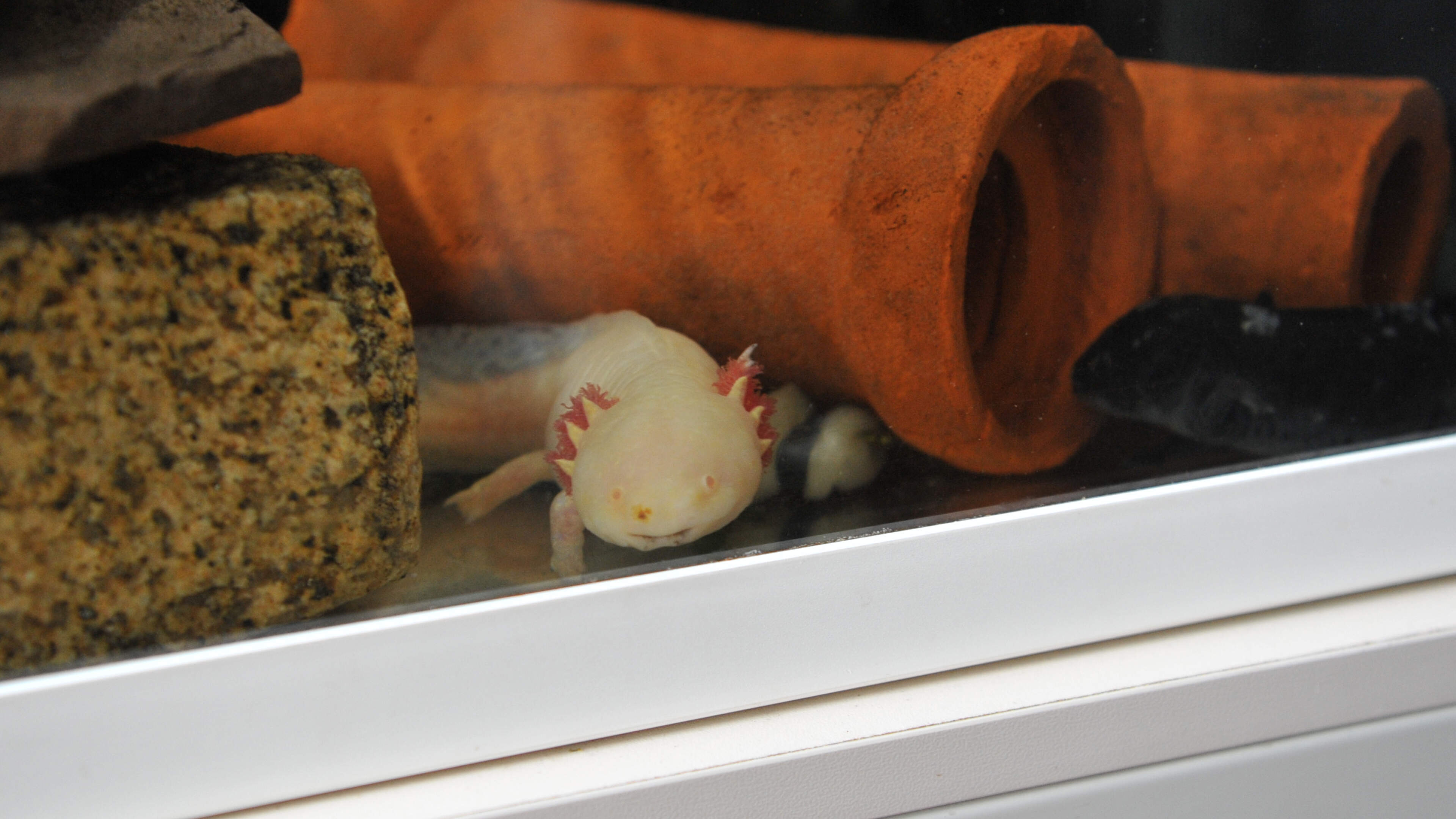 Animal Farm's big wish: a new enclosure for axolotls and giant snails. 'We want to mimic the natural habitat'