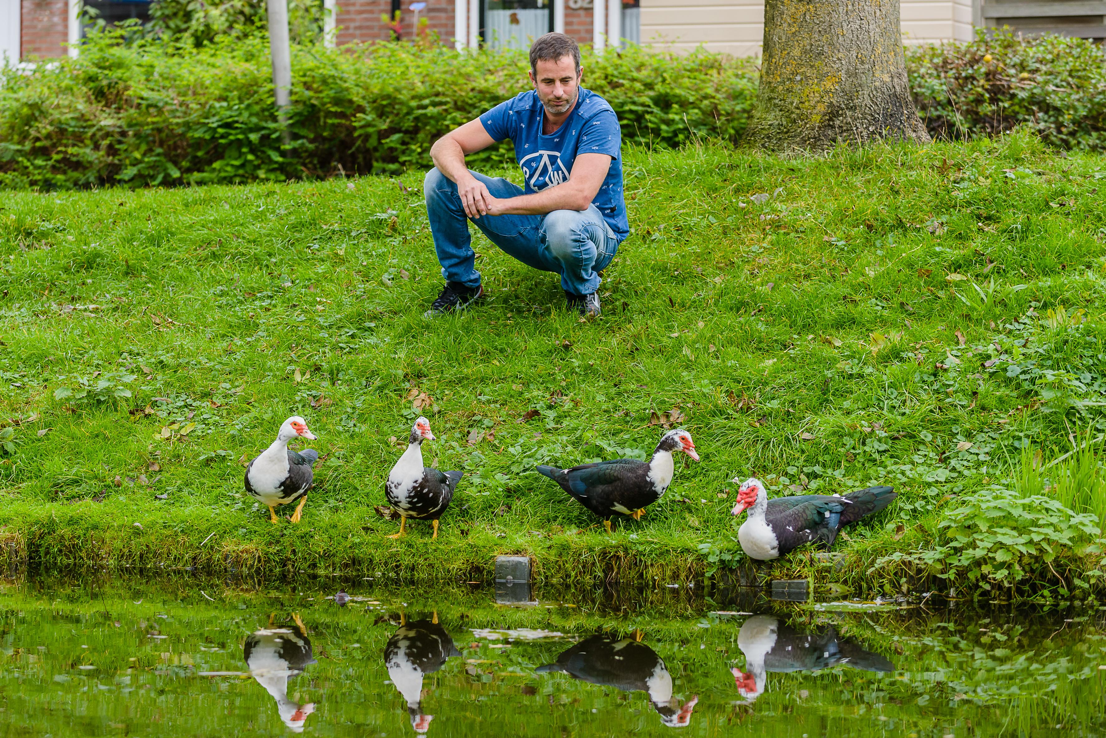 Marvin uit Purmer-Noord moet van de gemeente zijn muskuseenden ter adoptie aanbieden. ’Voor eind okt
