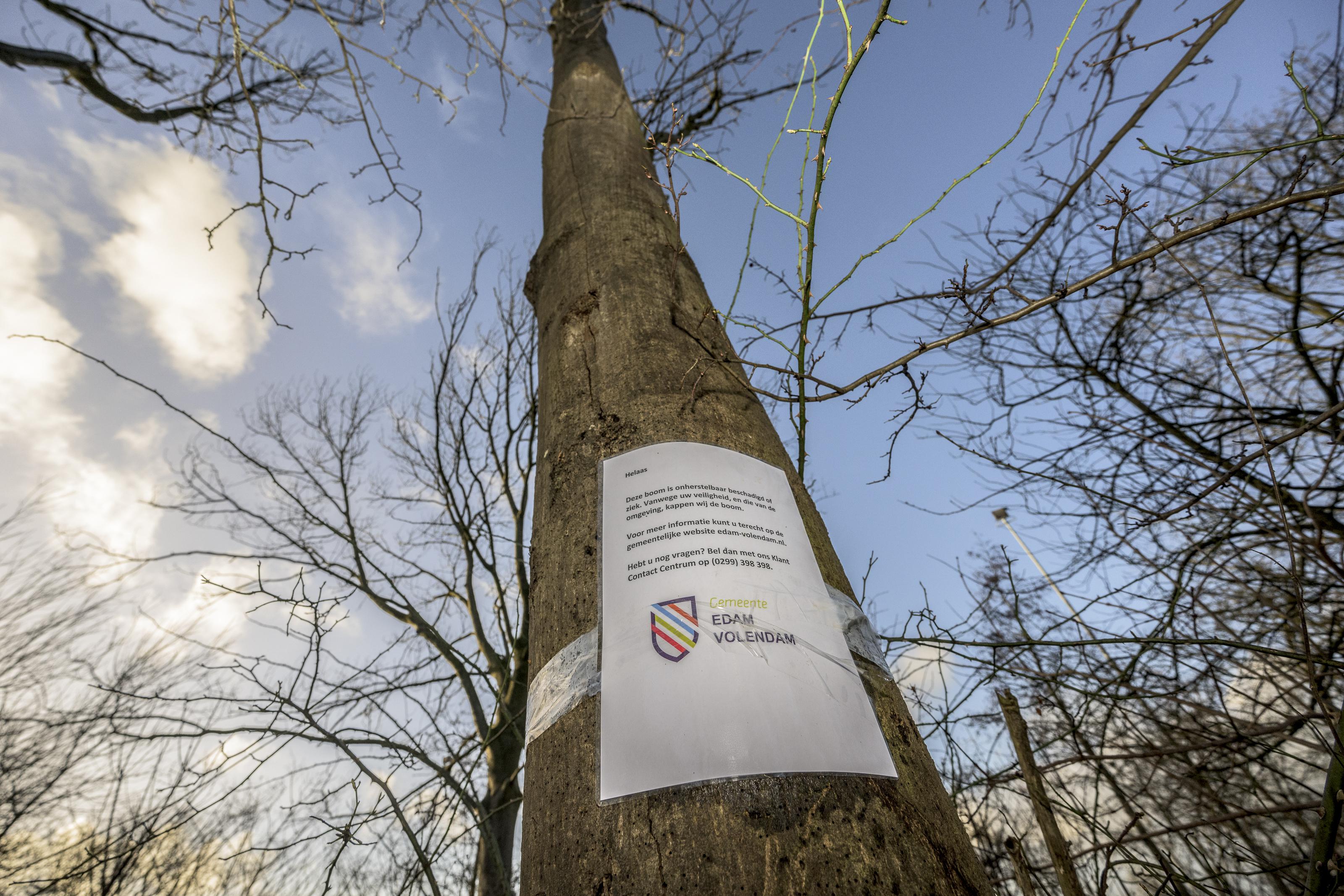 Gemeente kapt meerdere bomen in park naast VV Oosthuizen: ’Ze zijn niet meer te redden’
