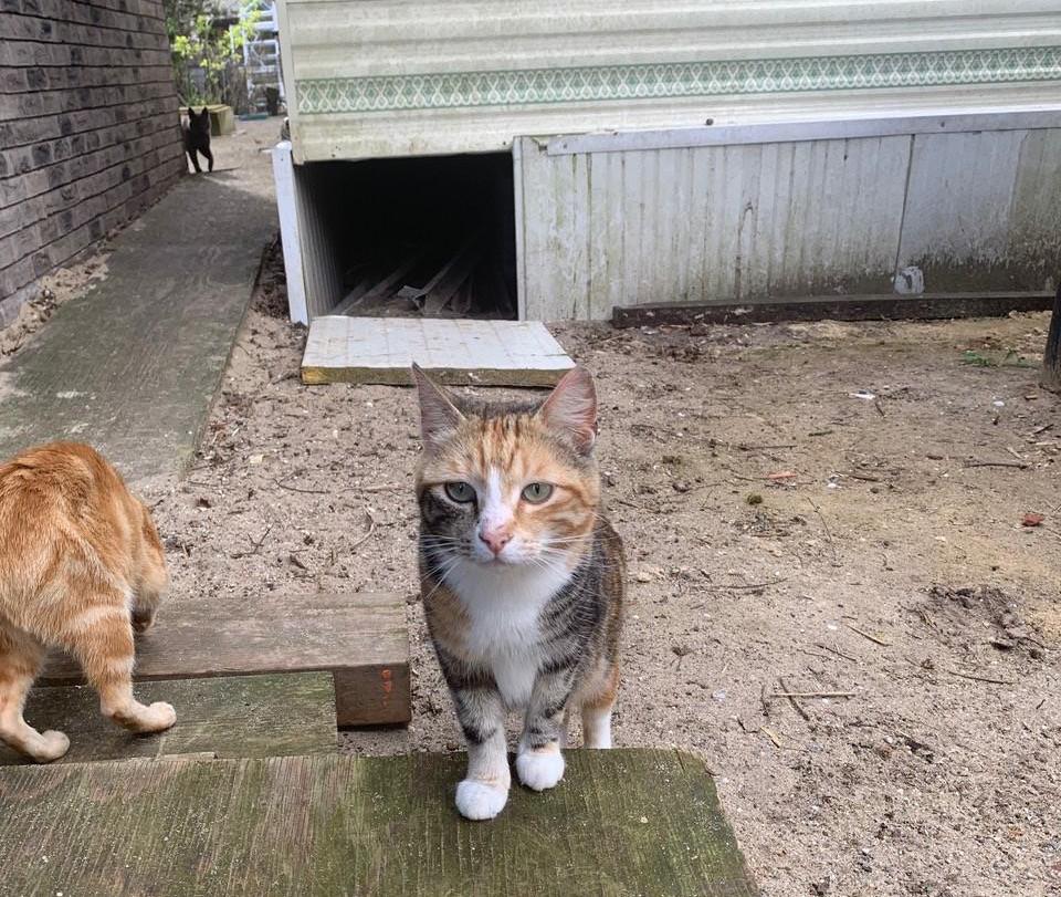 Man from Beverwijk banned from keeping more than two cats
