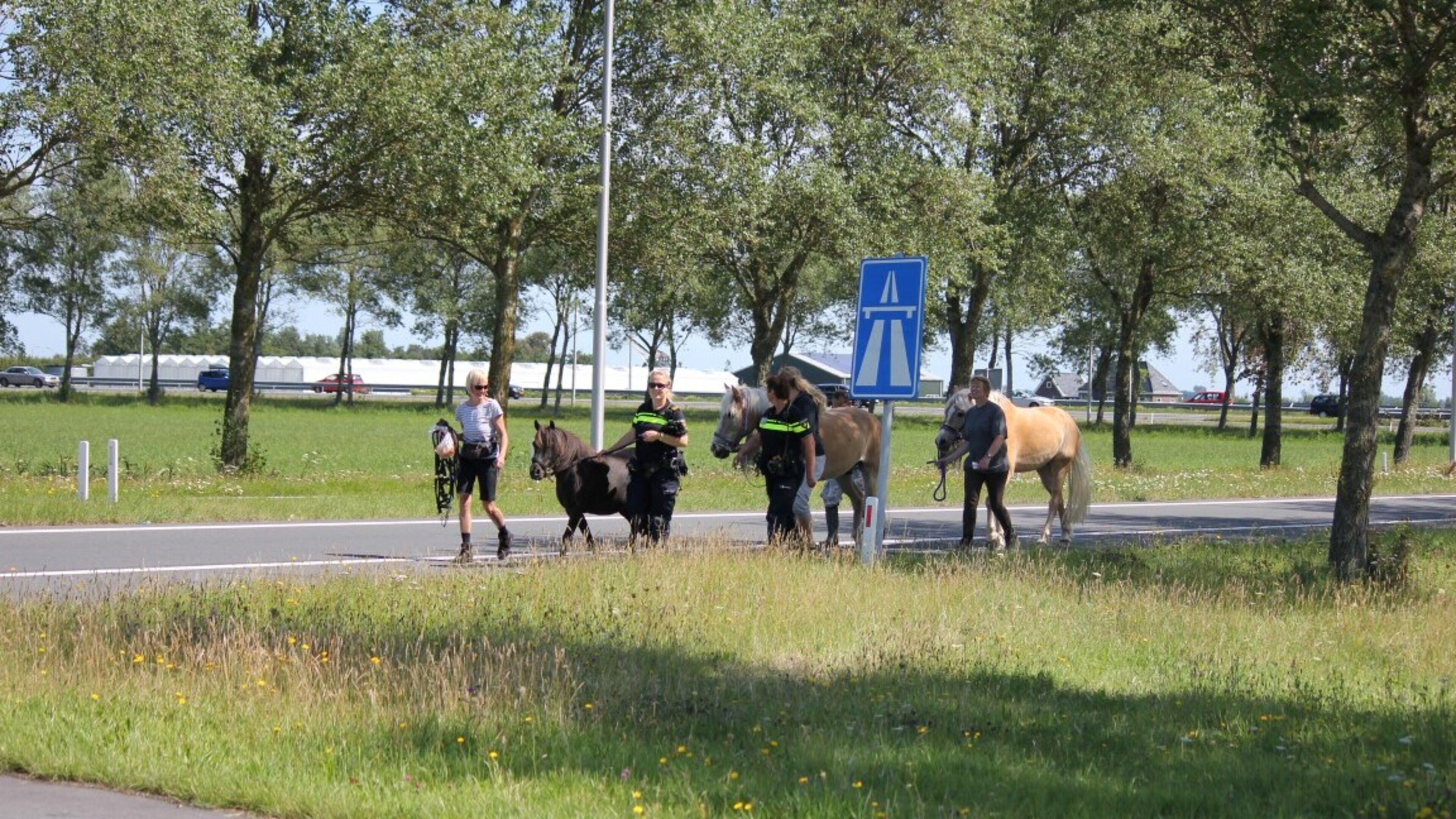 Paarden op A9 bij Akersloot verstoren verkeer [video]