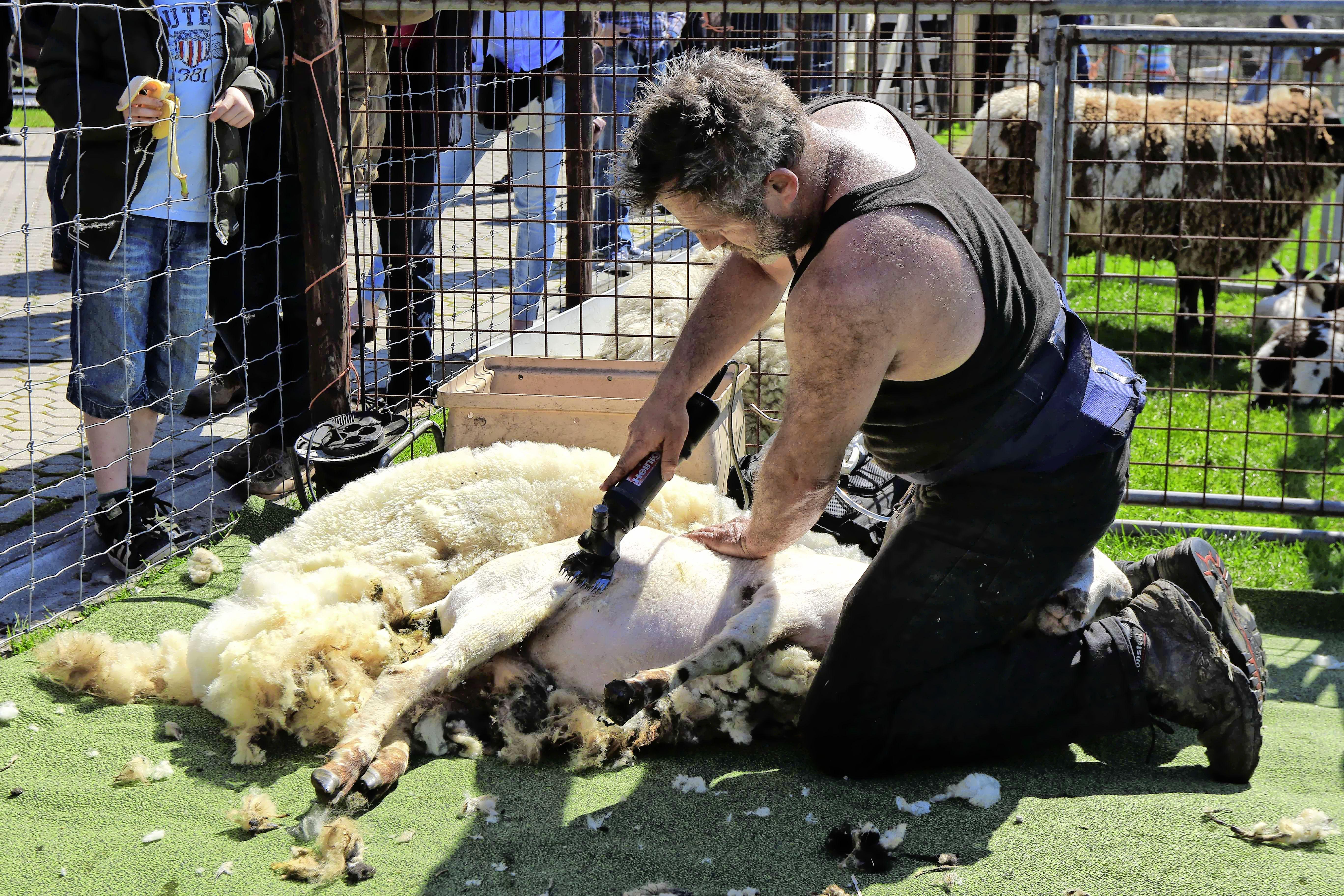 Schapen van het Rundveemuseum in Aartswoud bevrijd van wolletje