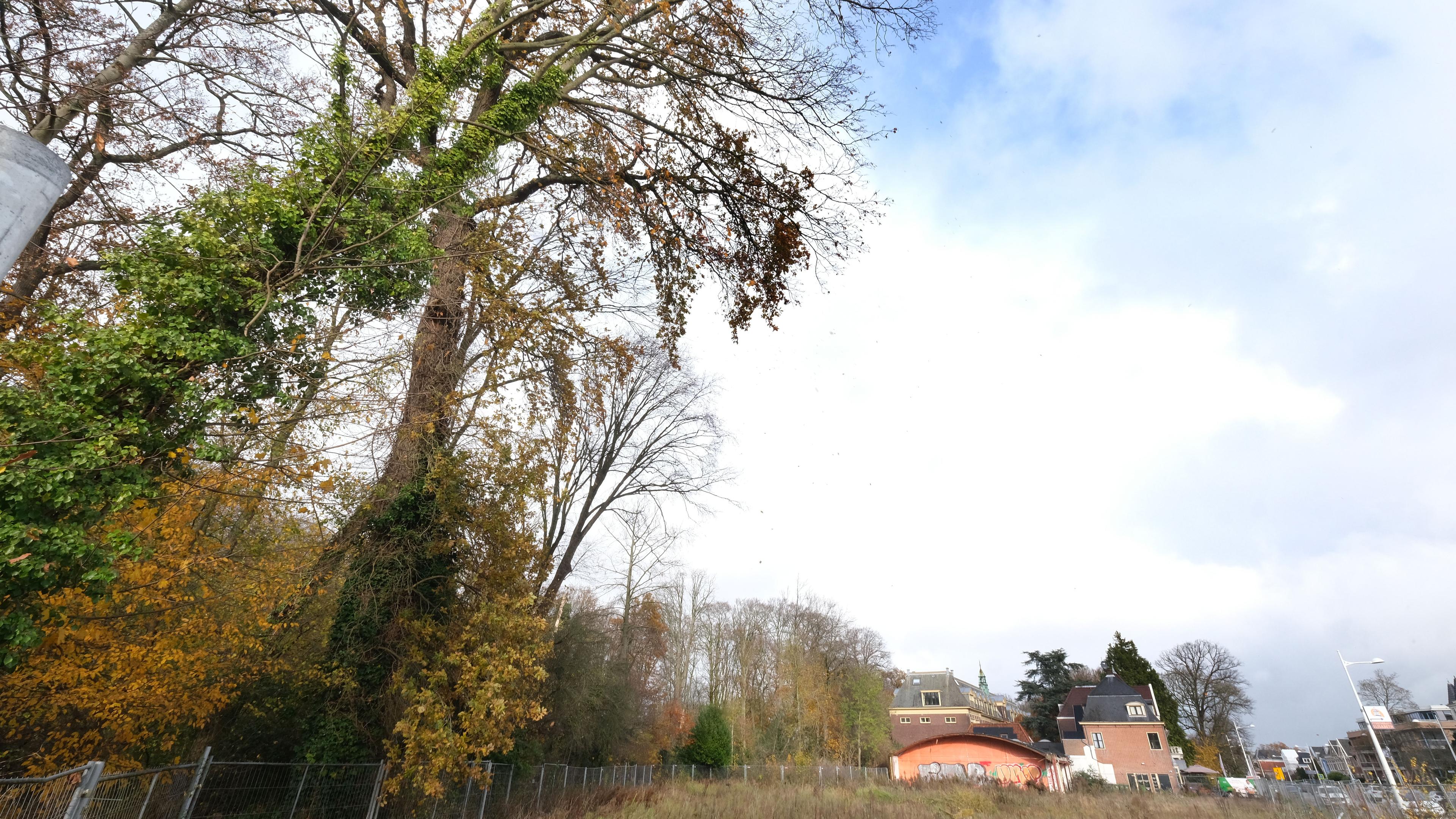 Redding eik Koekenbier weer stap dichterbij, Alkmaar vraagt projectontwikkelaar boom te sparen