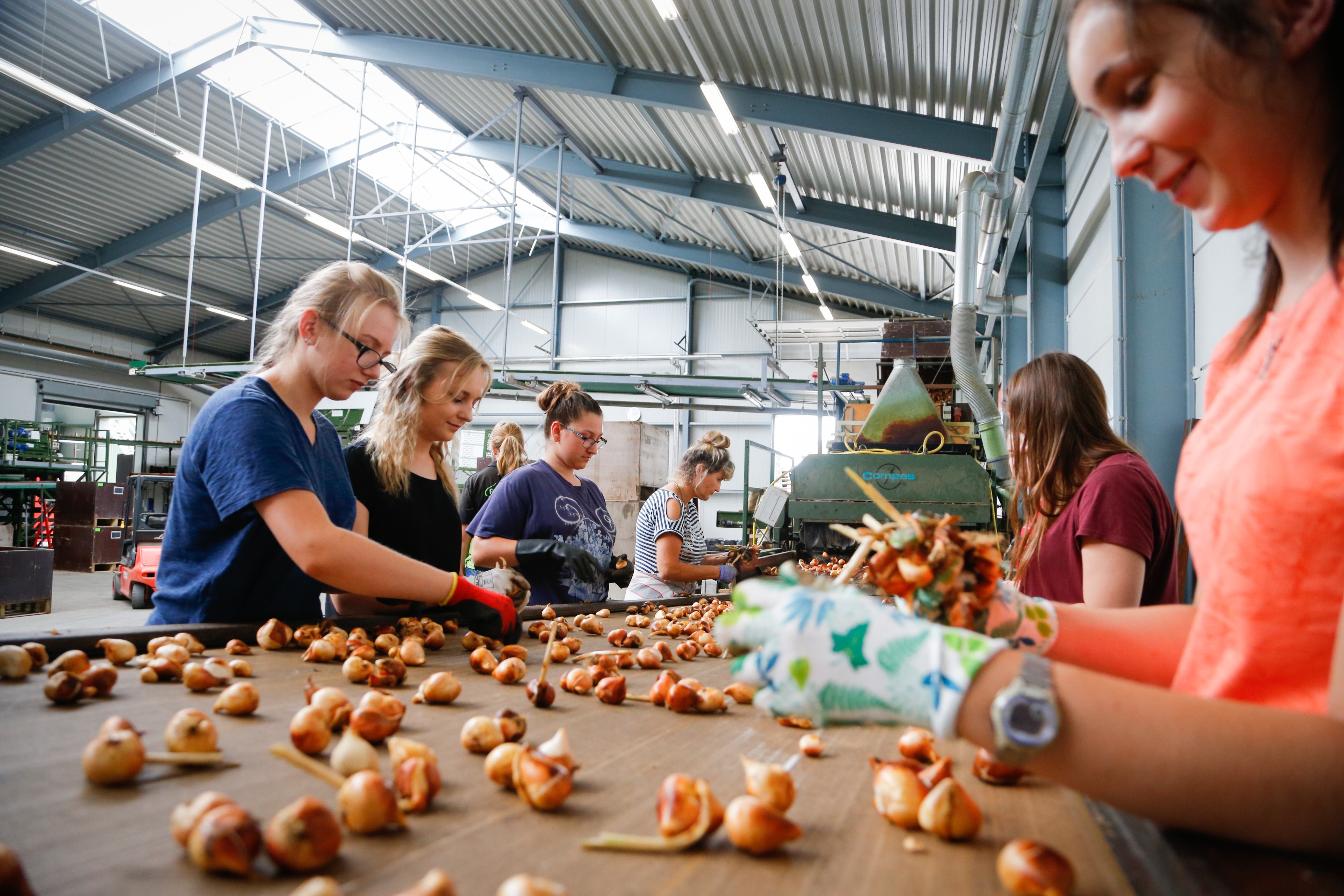 Agrarische bedrijven Koggenland huisvesten ruim 500 arbeidsmigranten