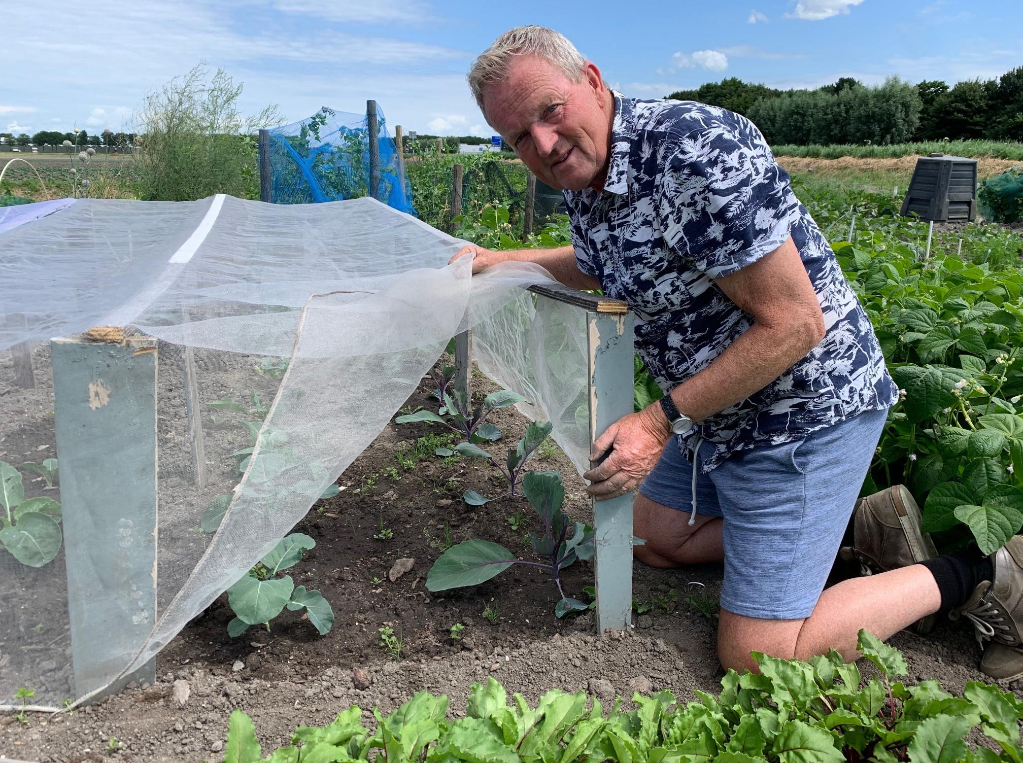 Volkstuinders schrikken niet van aanhoudende droogte en hitte: ’Dit is ...