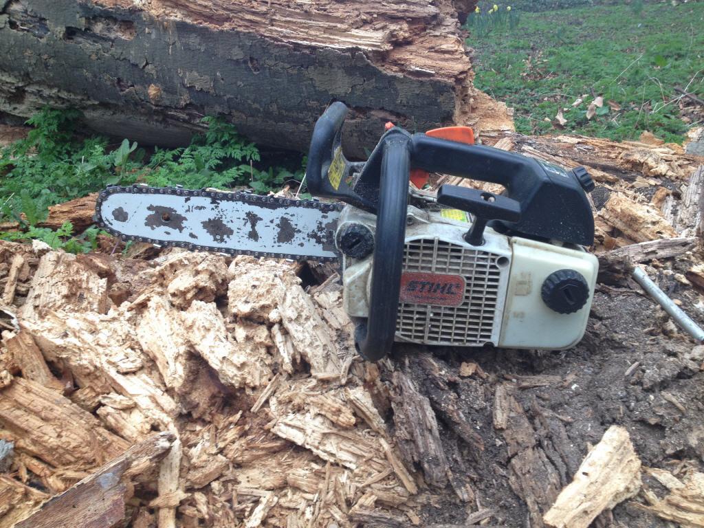 Gemeente Hoorn trekt omstreden kapvergunning voor 34 bomen op de Nieuwe Steen in