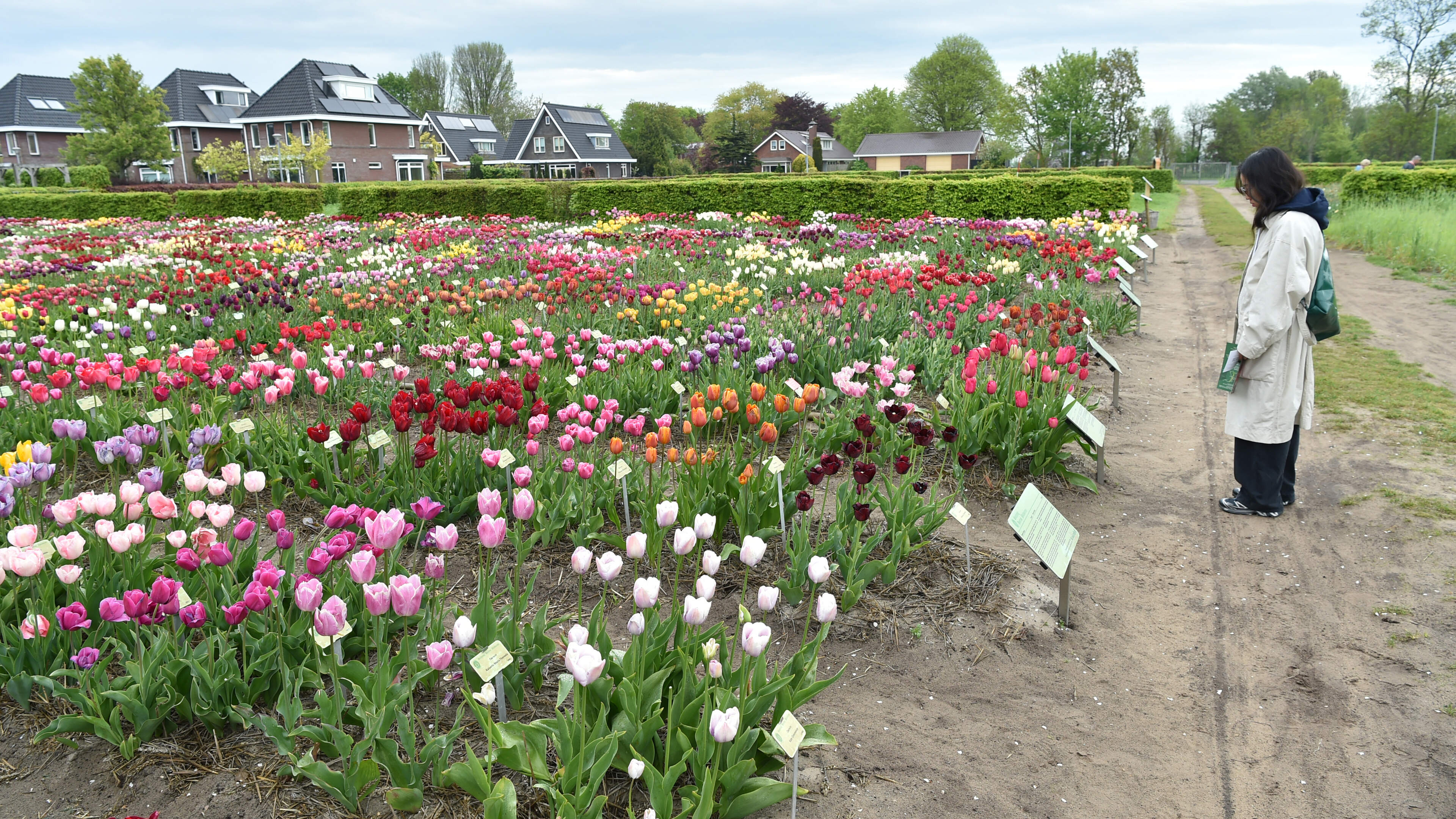 Floral splendor at Hortus Bulborum only visible for a short time longer: 'Visitors from all over the world come for the Rembrandt tulip'