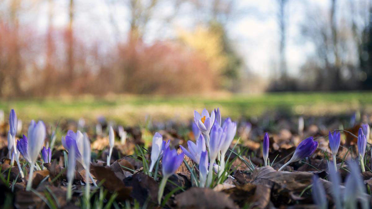 Zie, de lente kom eraan! Krokussen en narcissen, ze laten de ..., image size:1200x675