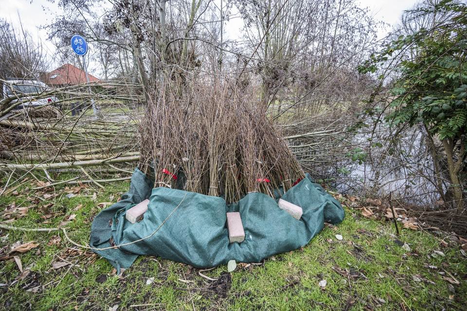 Bomenuitdeeldag in Zuidoostbeemster. Berken, hulsten, eiken en esdoorns liggen klaar