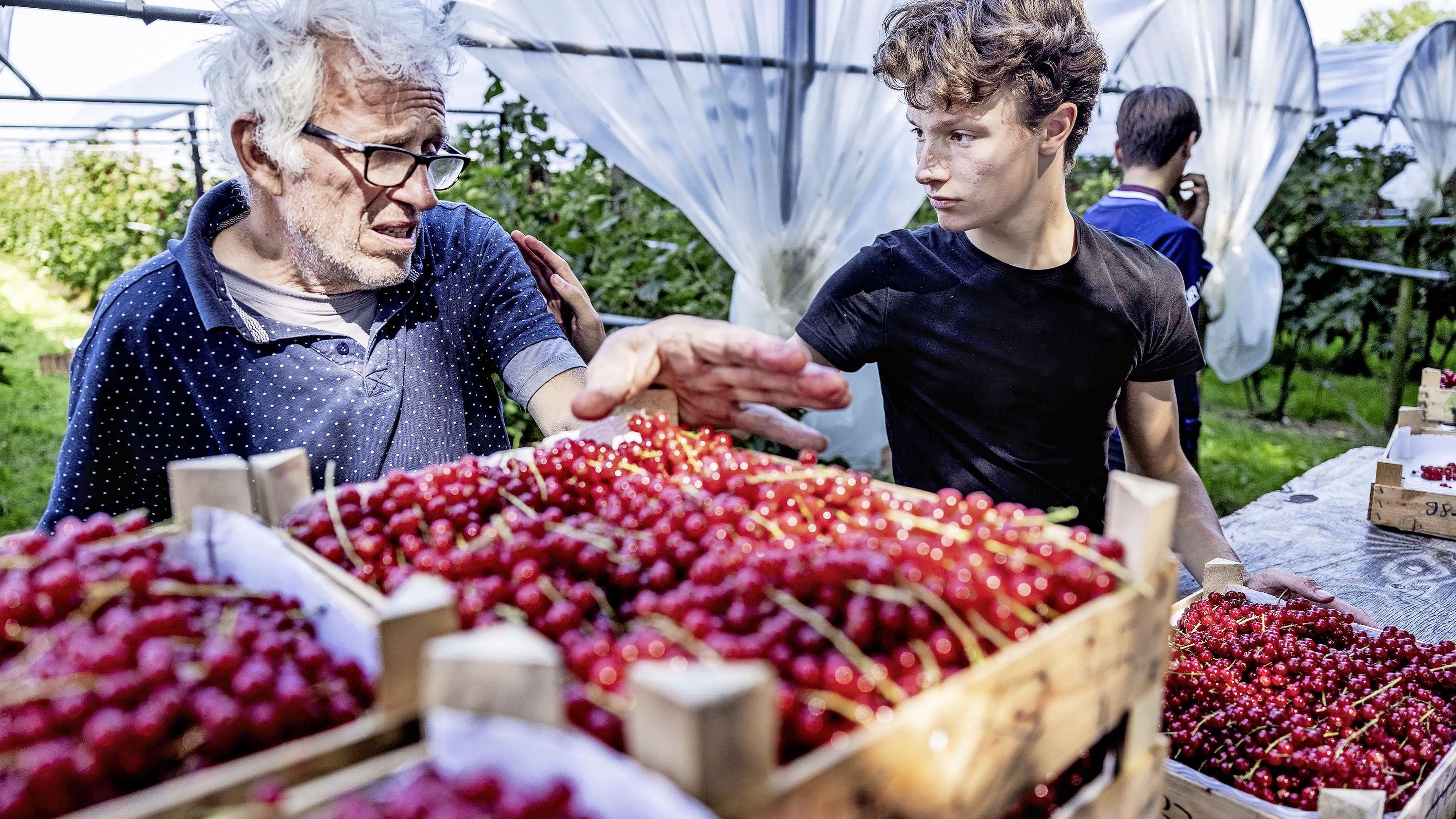 Charlie van Leeuwen (15) plukt rode bessen in de Beemster. ’Wie dertig ...