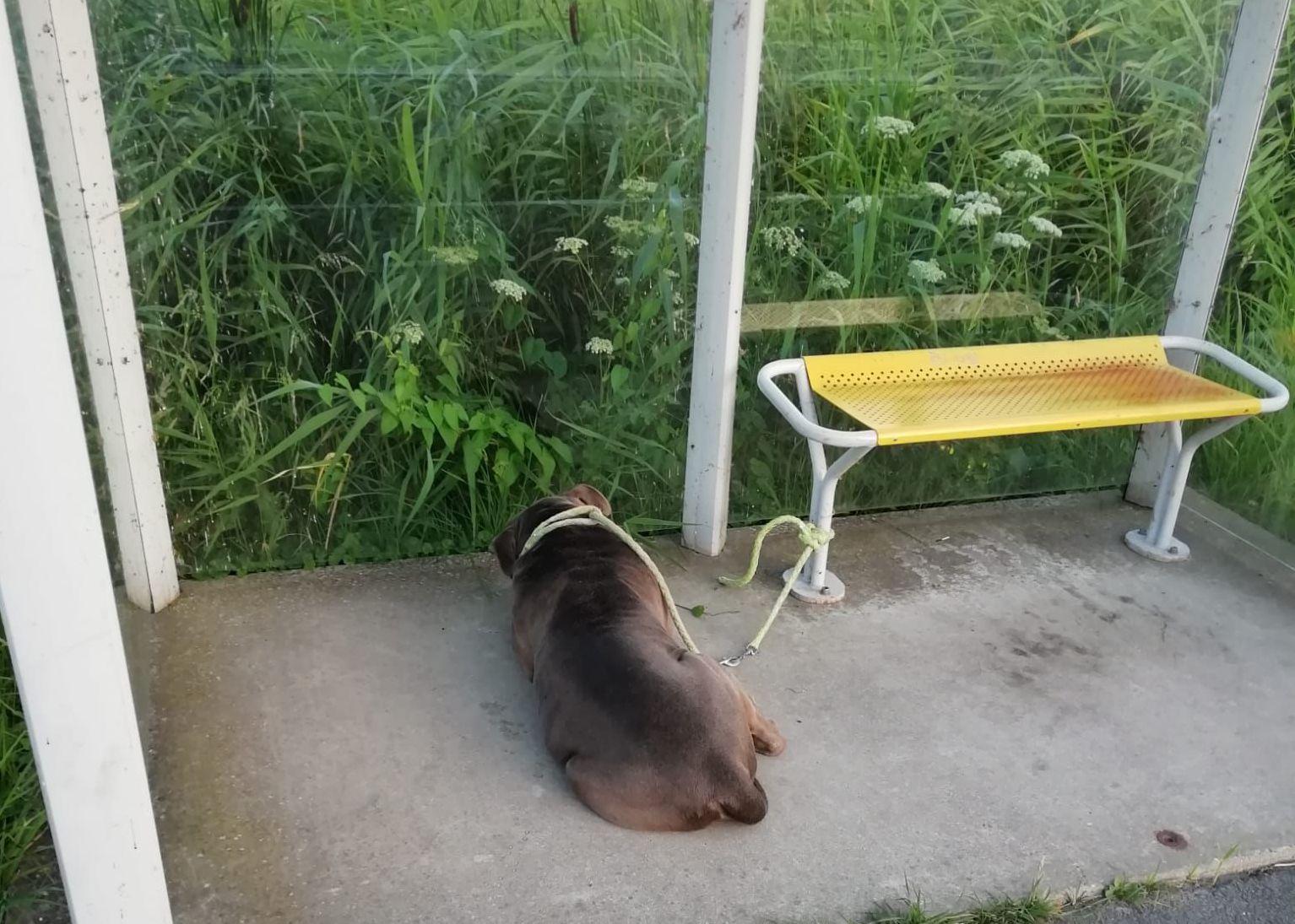 Hond gedumpt in bushokje langs Zeddeweg in Katwoude: politie op zoek naar eigenaar