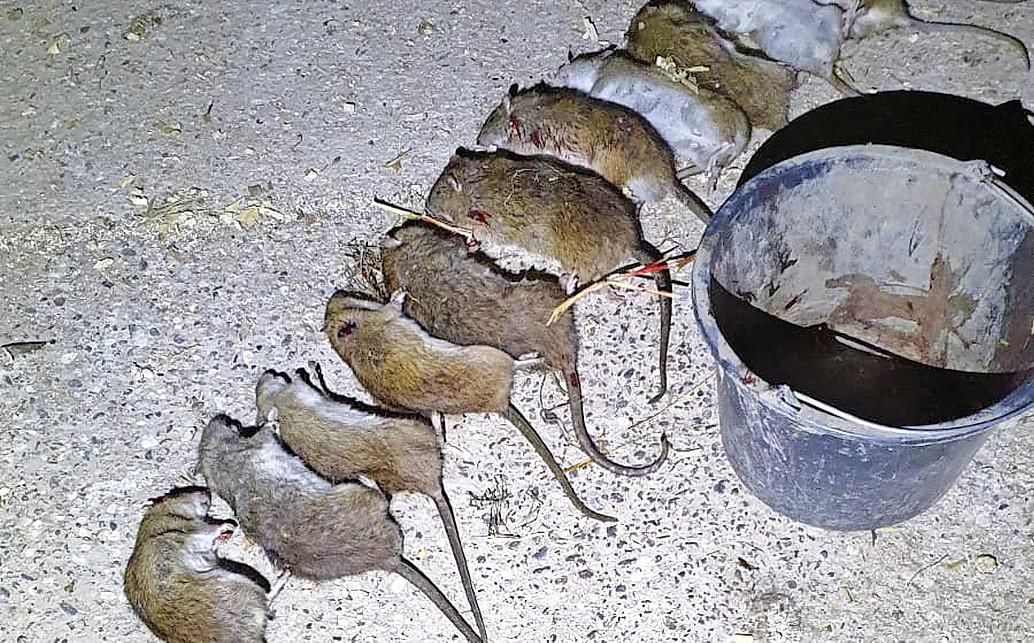 Bruine rat mag nog vijf jaar worden afgeschoten in Westwoud
