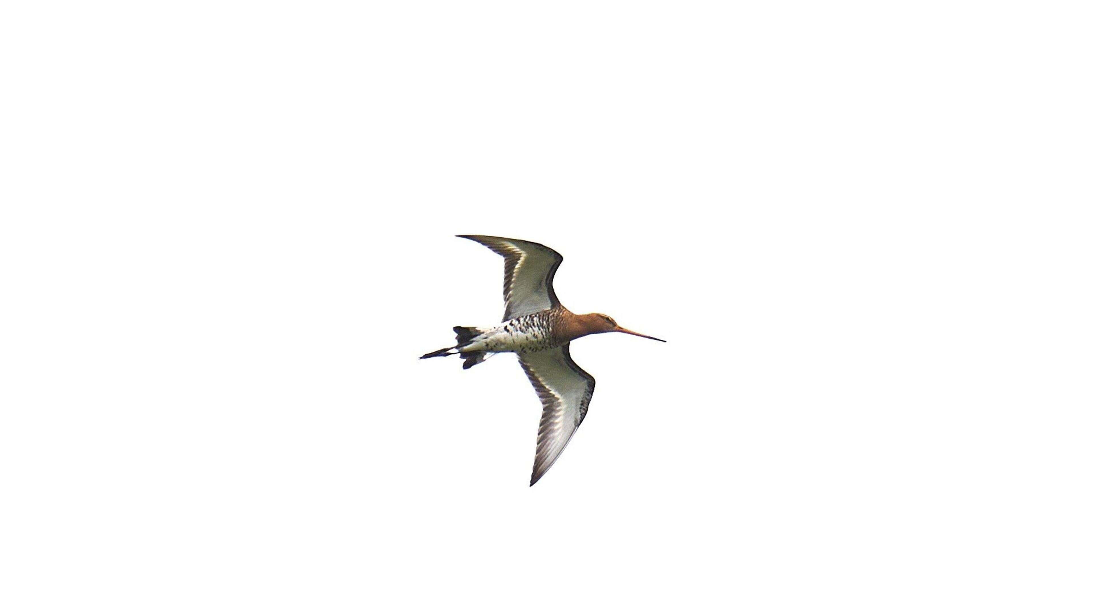 North Holland, national government and other provinces create better habitat for the black-tailed godwit
