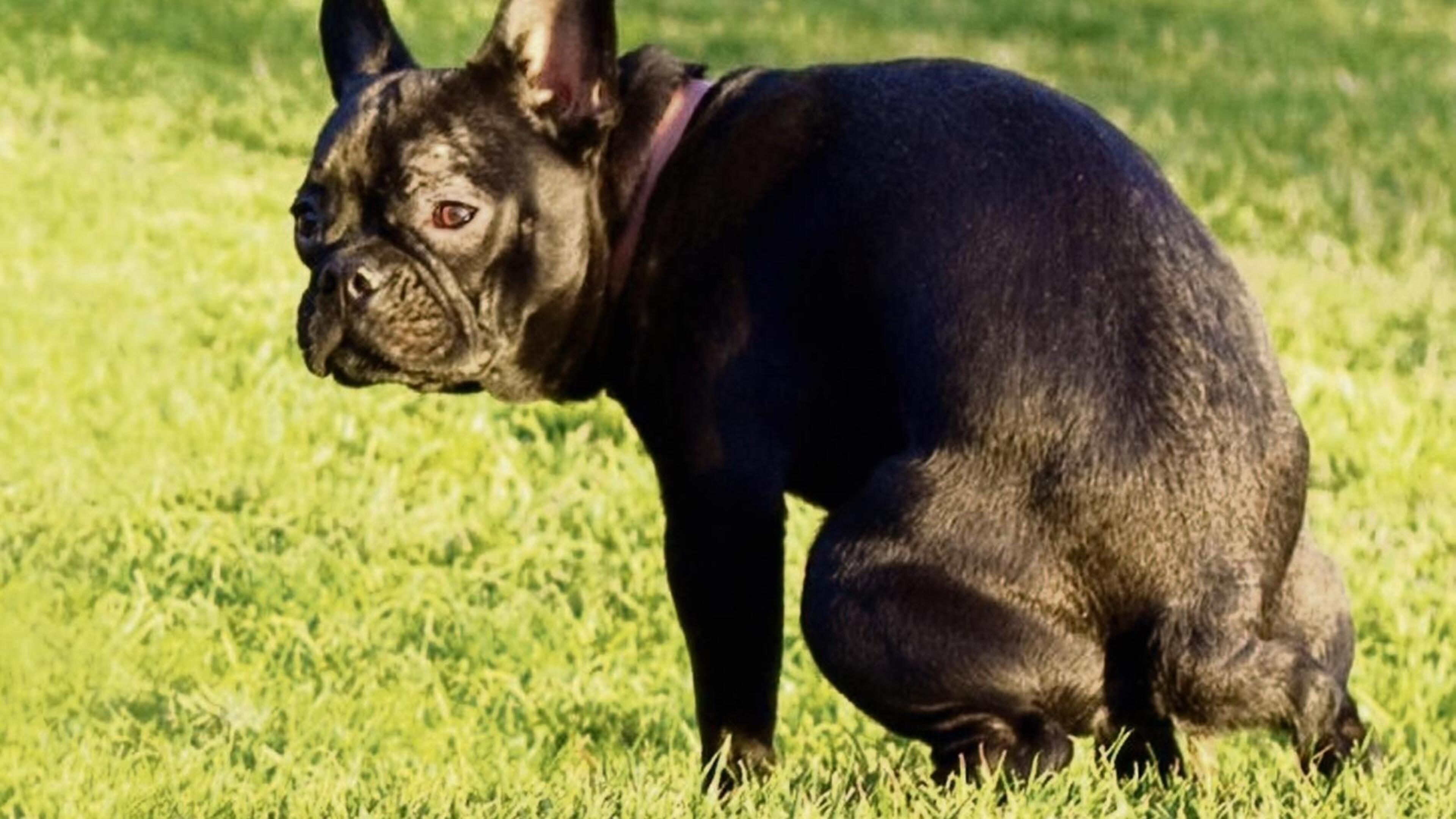 Koggenland wijst losloopgebied voor honden aan naast volkstuincomplex Buitenroede Avenhorn