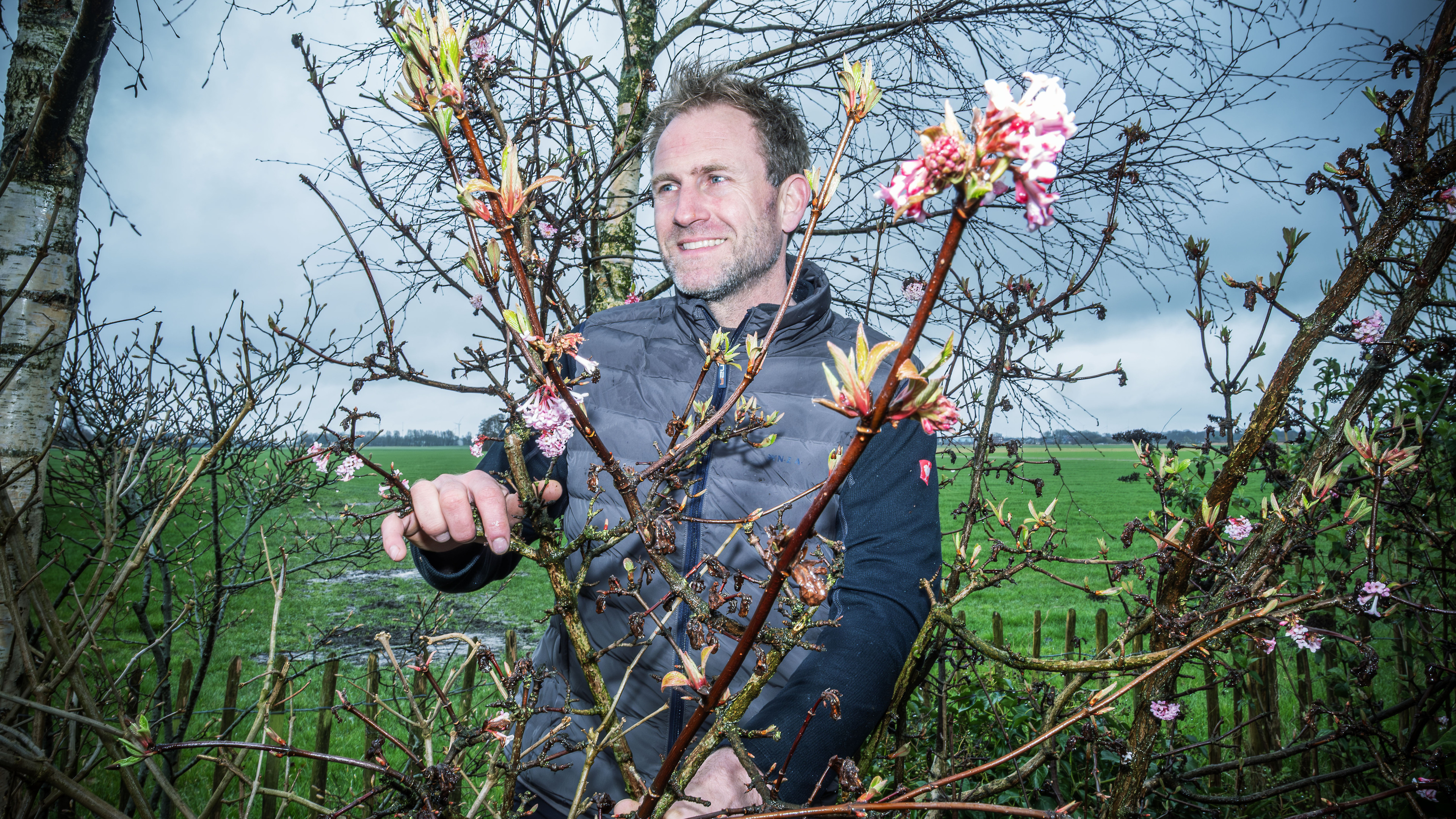 How do I get rid of caterpillars so my shrubs can recover?