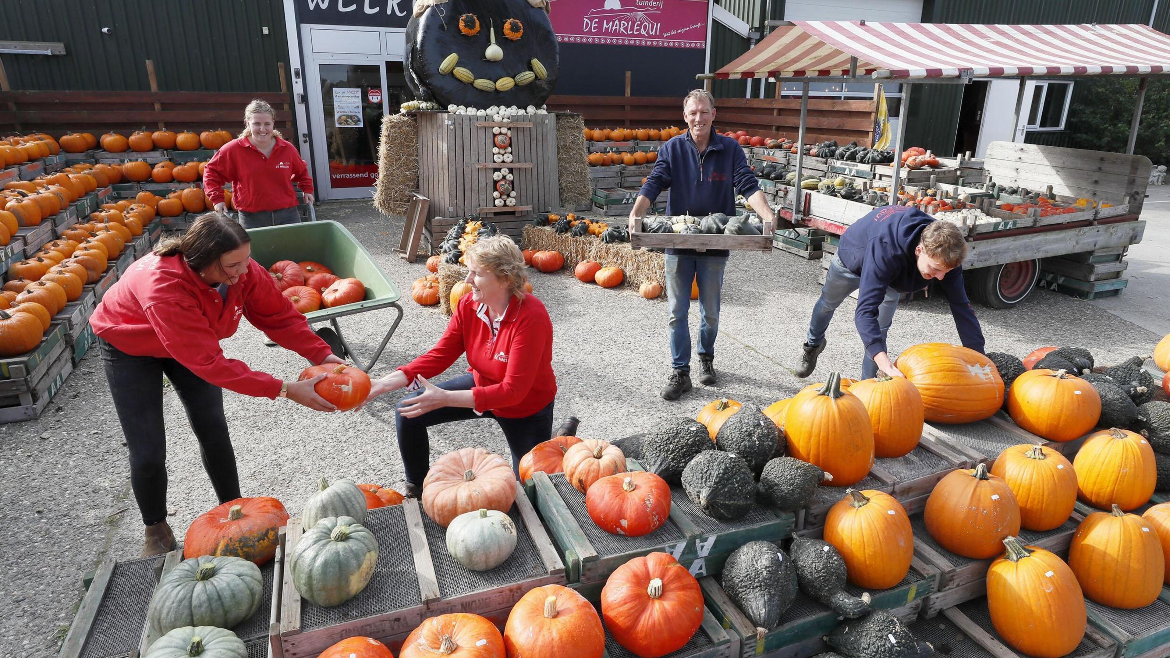Schaarste of niet, de grote pompoenfair van De Marlequi gaat toch door. Natte en koude zomer was nie