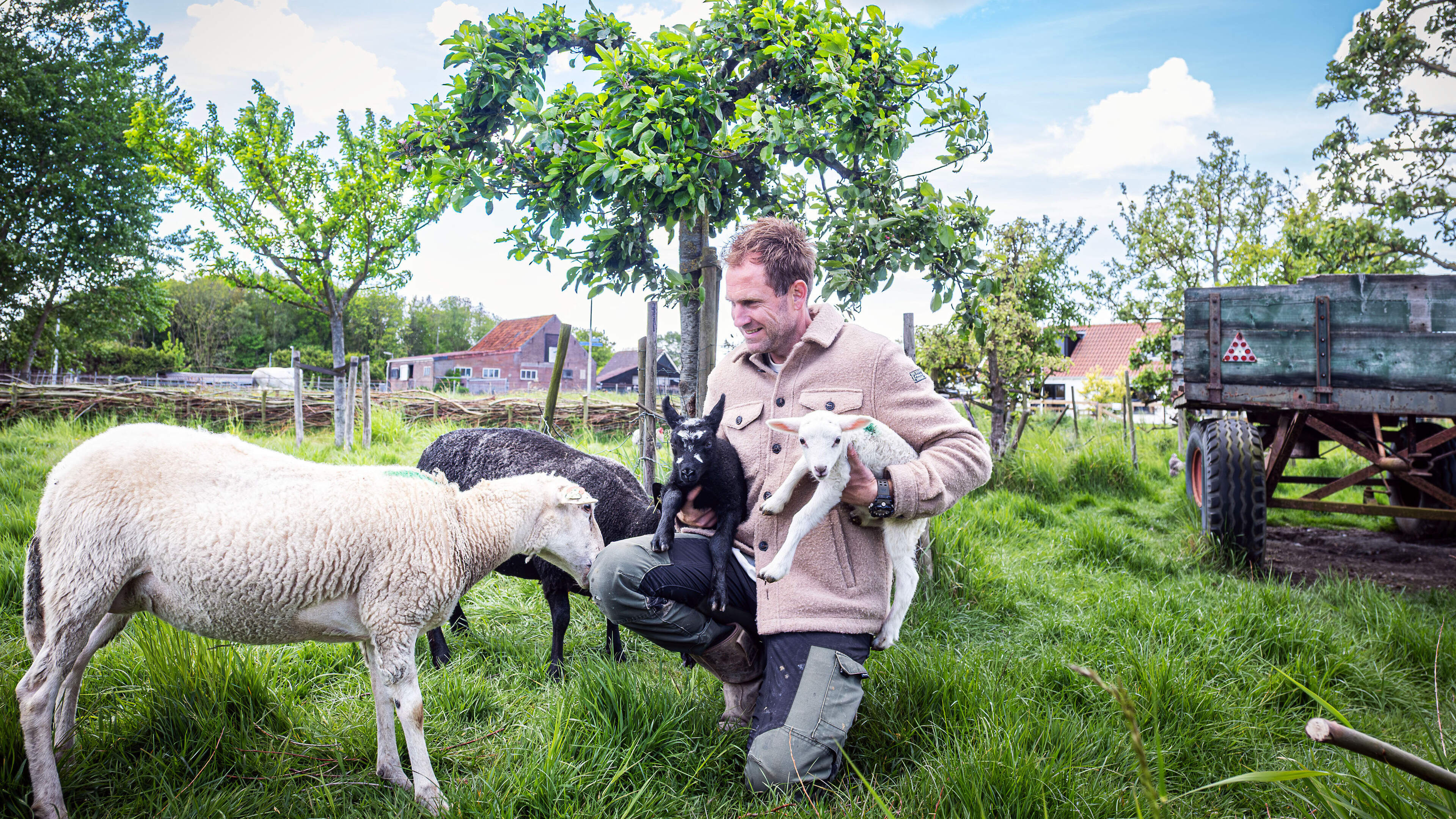 Sheep wool as ground cover? Farmer Tom: ‘You can use this in many ways for your garden’