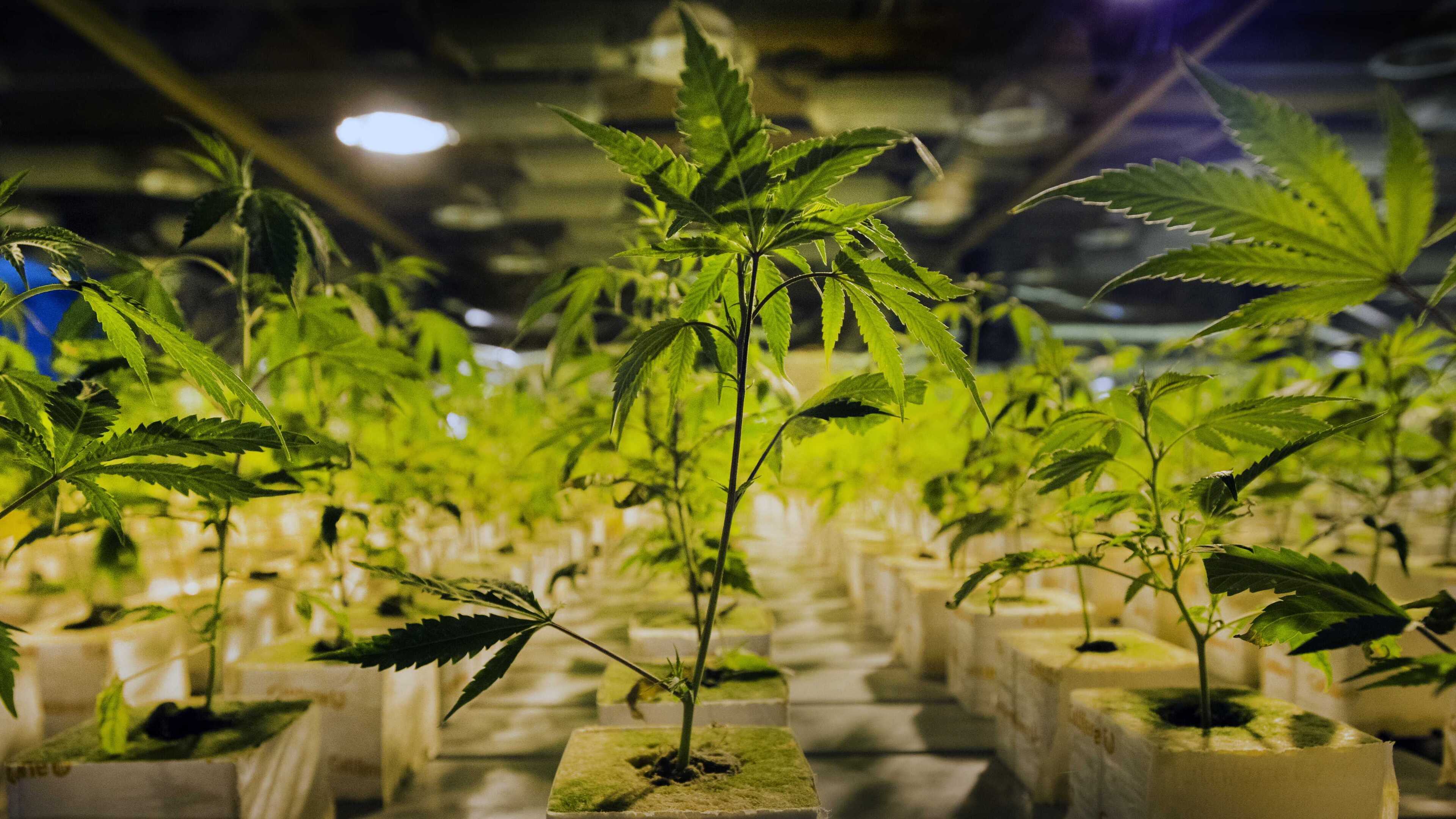 Cannabis plantation at Molenwerf Uitgeest, mayor closes building for nine months