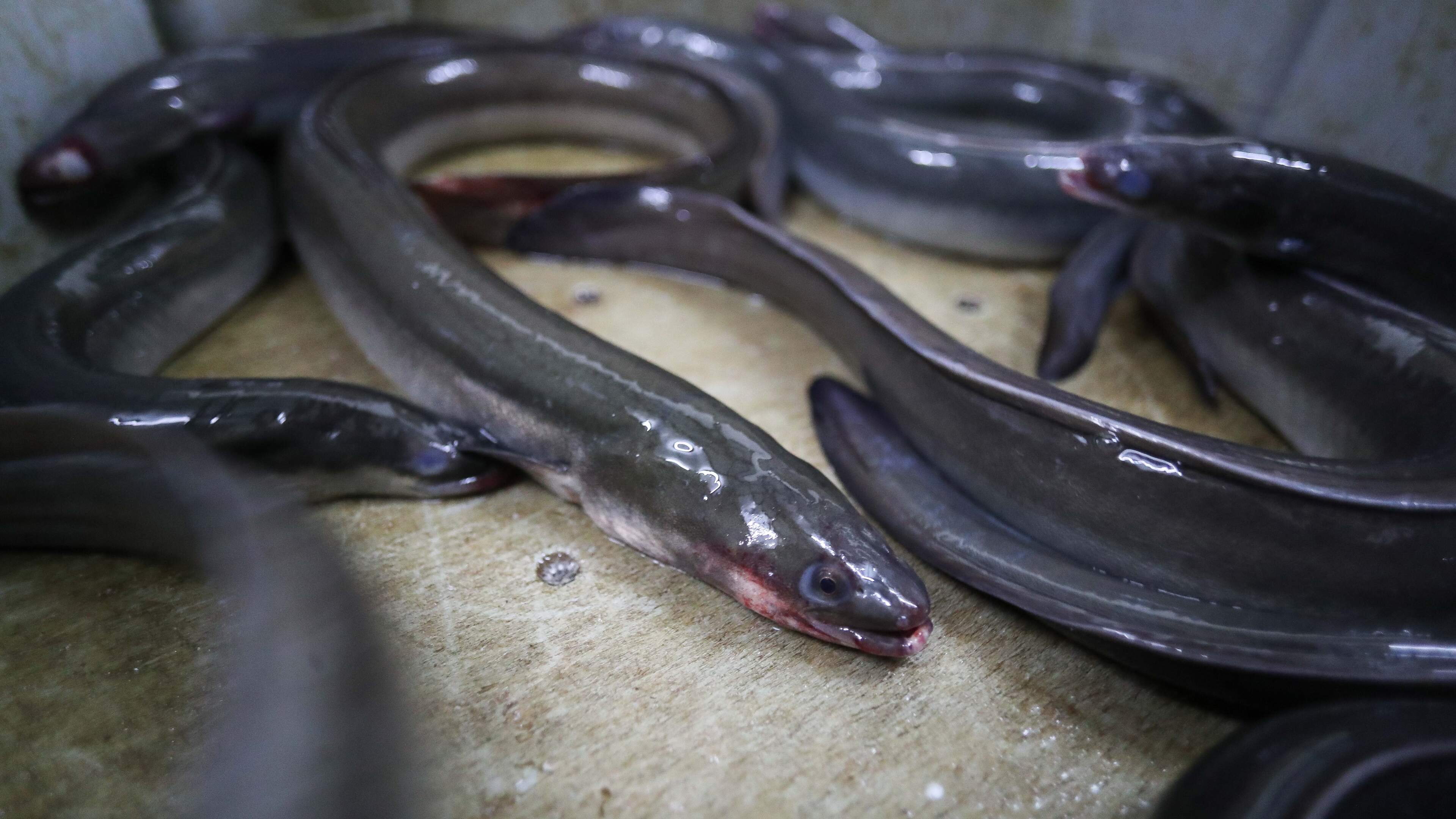 Our eel is seriously threatened, but one crucial measure can save this mysterious animal: 'People don't realize how special they are'