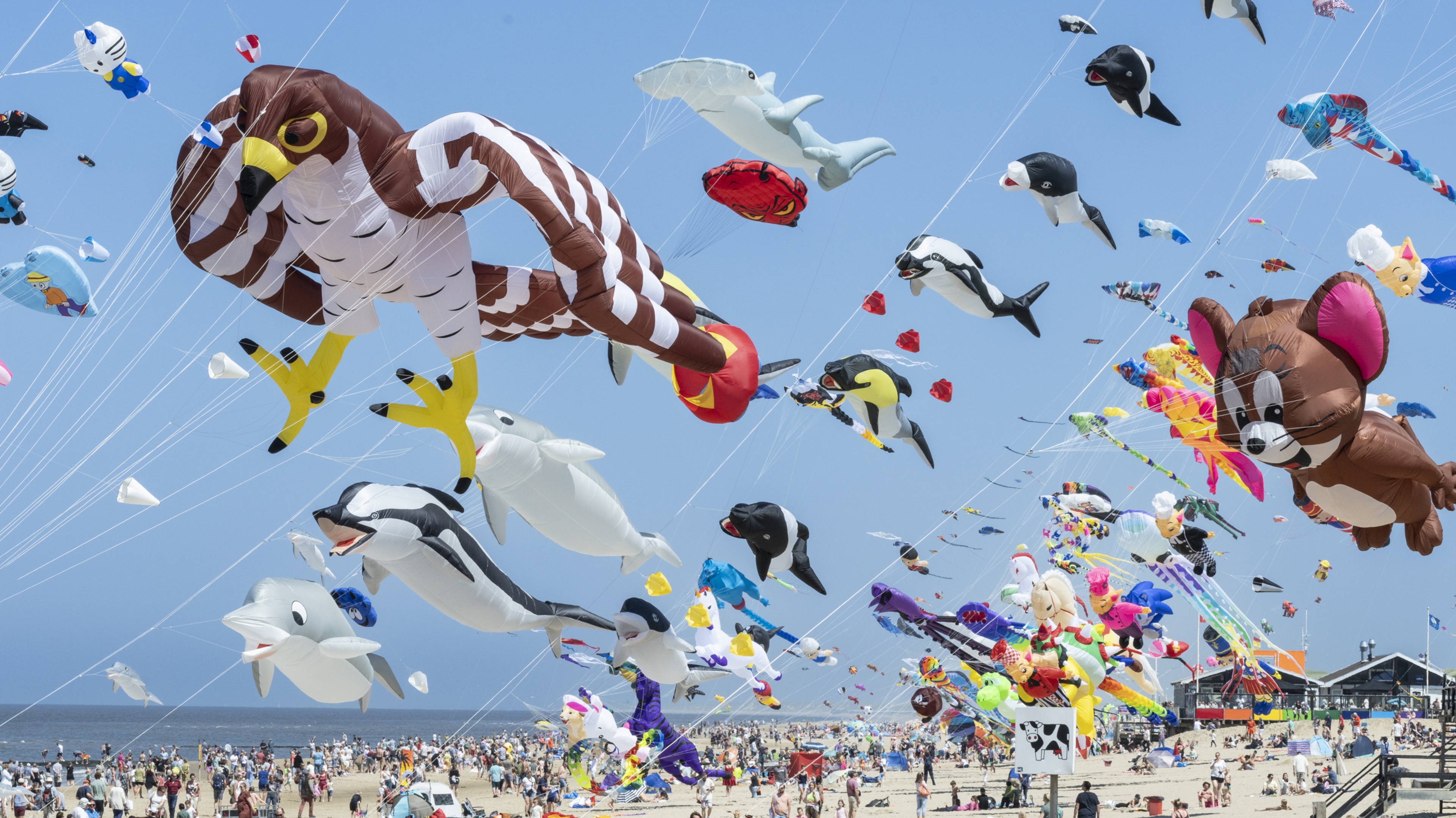 Kust kleurt zich met honderden vliegers in Callantsoog. ‘Het is magisch’