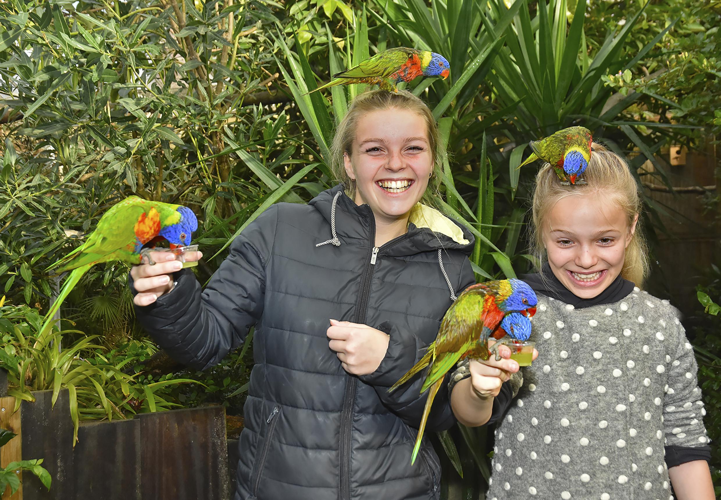 Stokstaartjes en aapjes vertederen de vele bezoekers, maar gemeente dreigt Texel Zoo met sluiting. ’