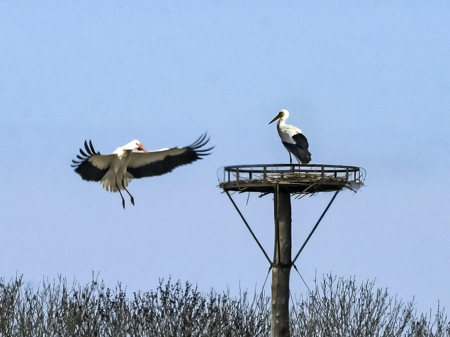 Opwinding over vrijend paartje ooievaars op nest in De Cocksdorp. Zouden ze voor het eerst sinds de 