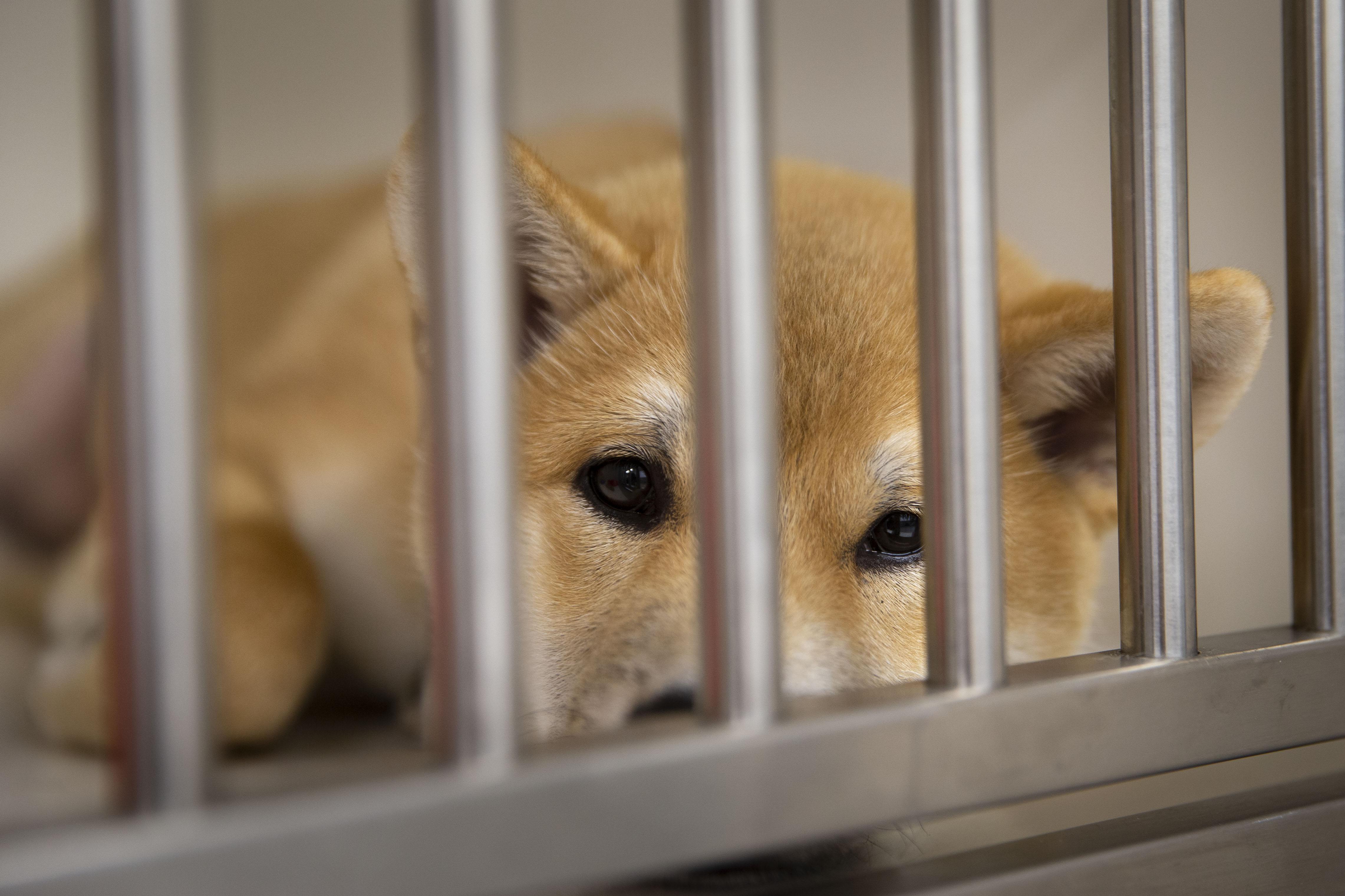 Duo krijgt flinke boetes voor handel in Hongaarse puppy’s vanuit loods in Spierdijk