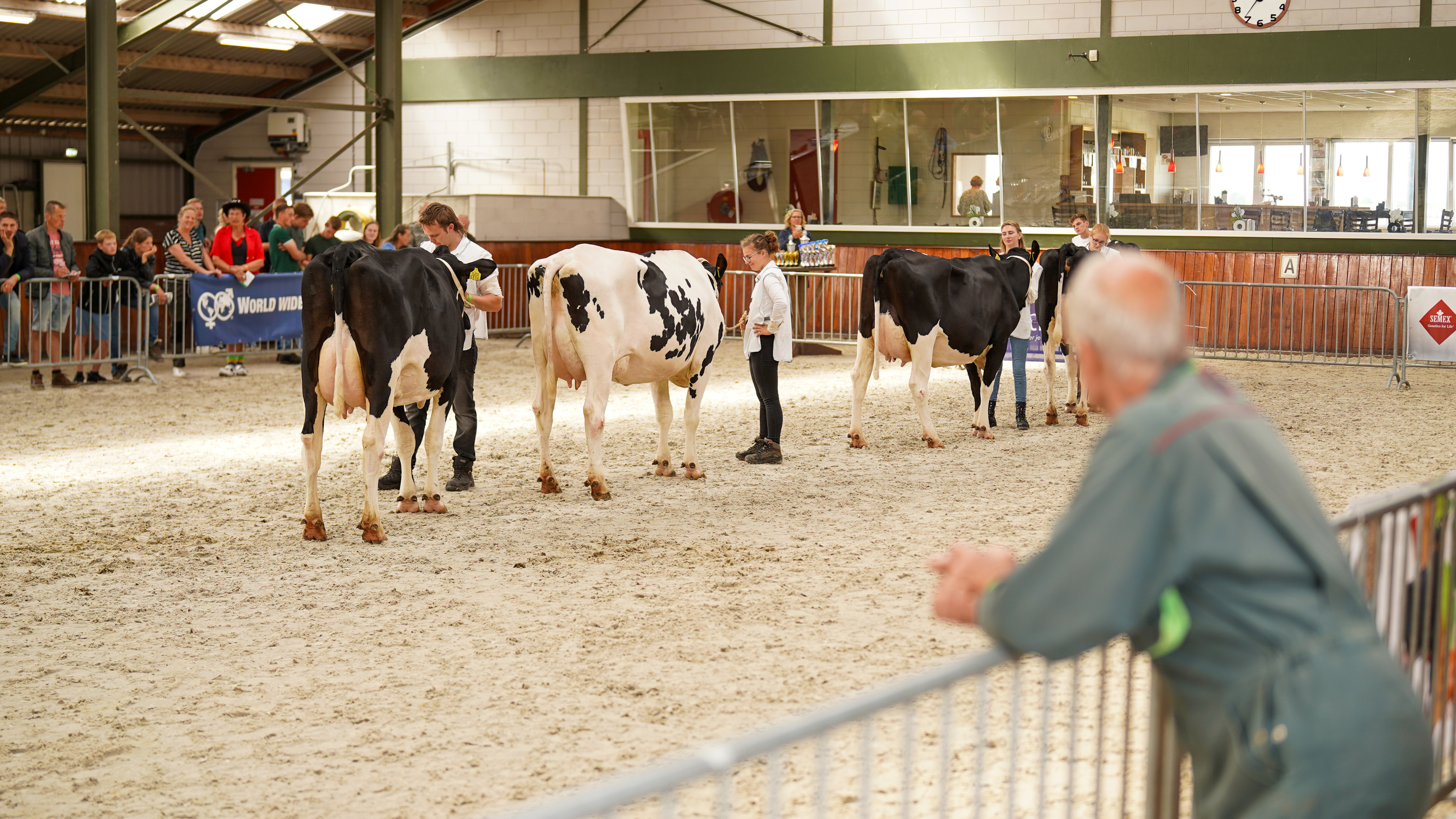 Kritisch kijken naar vee tijdens Beemster feestweek