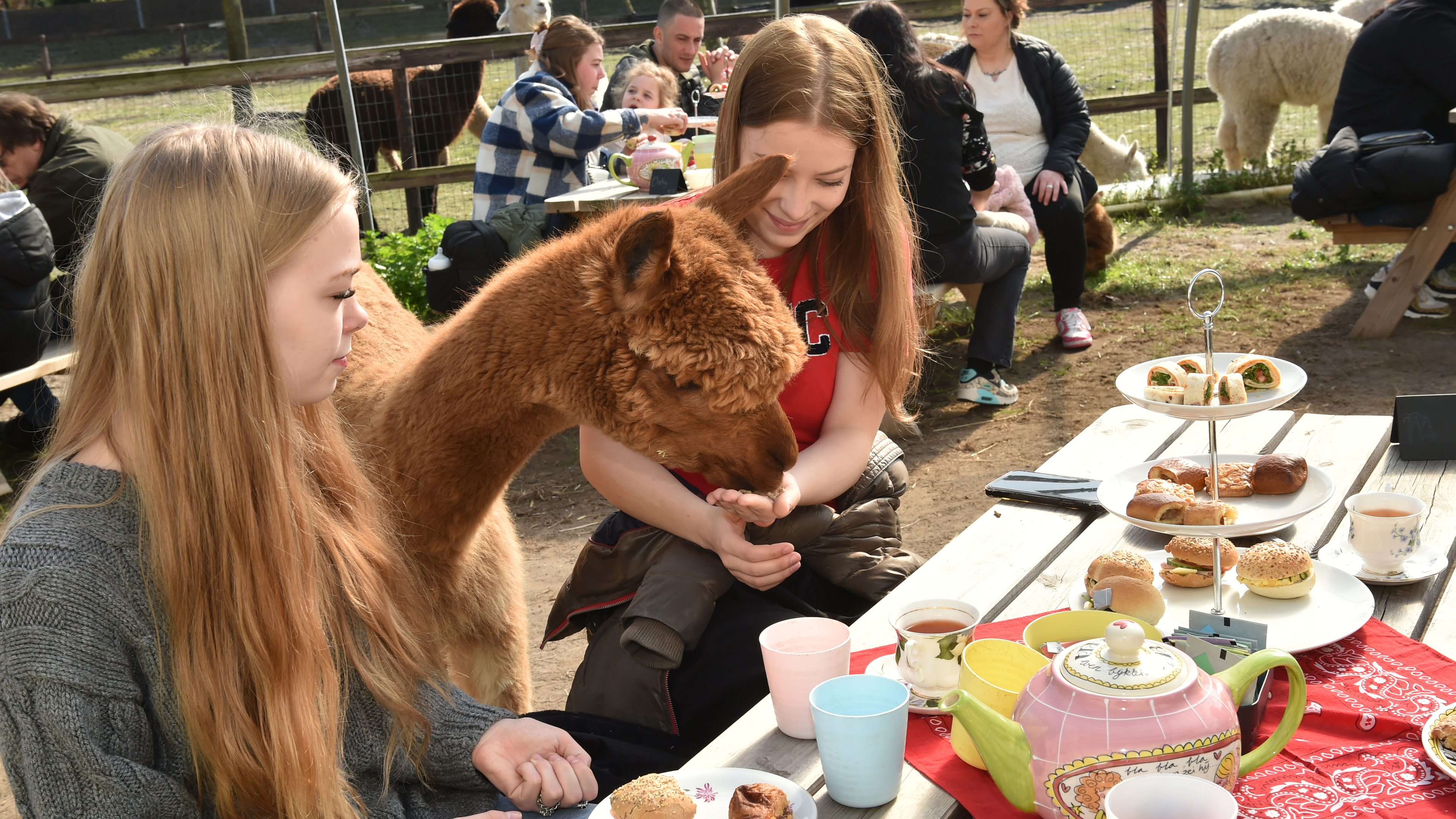 High tea among 25 alpacas in Beverwijk: Does it go well? Woolly animals ignore sandwiches and cake: 'They even leave the crumbs'