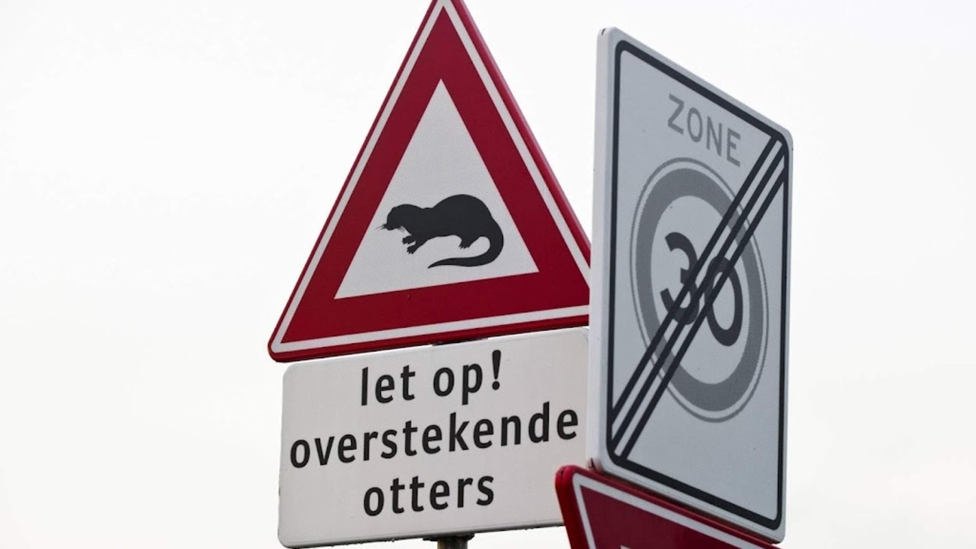 Otter spotted in Heemskerk? Alderman Piet Otter hopes wildlife cameras will provide confirmation: ‘This would be the best farewell gift’