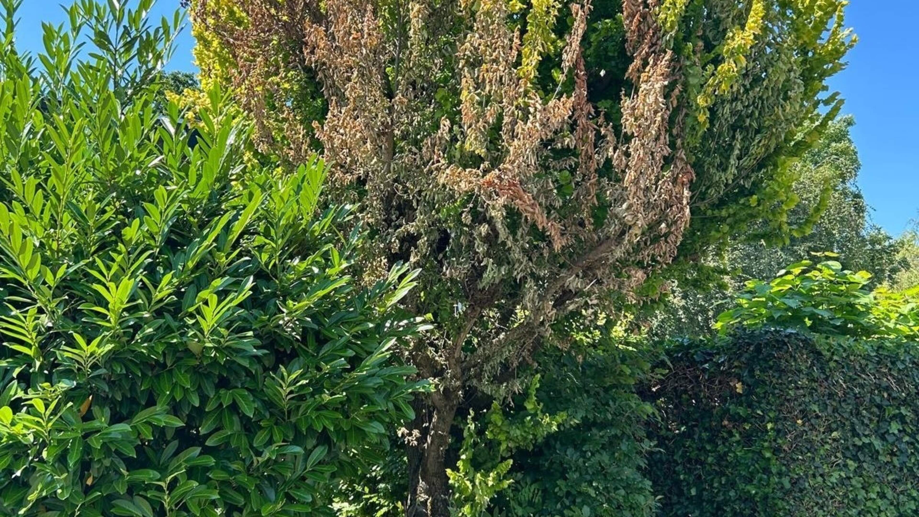Sick elm? There is no time to lose. Uitgeest begins felling immediately