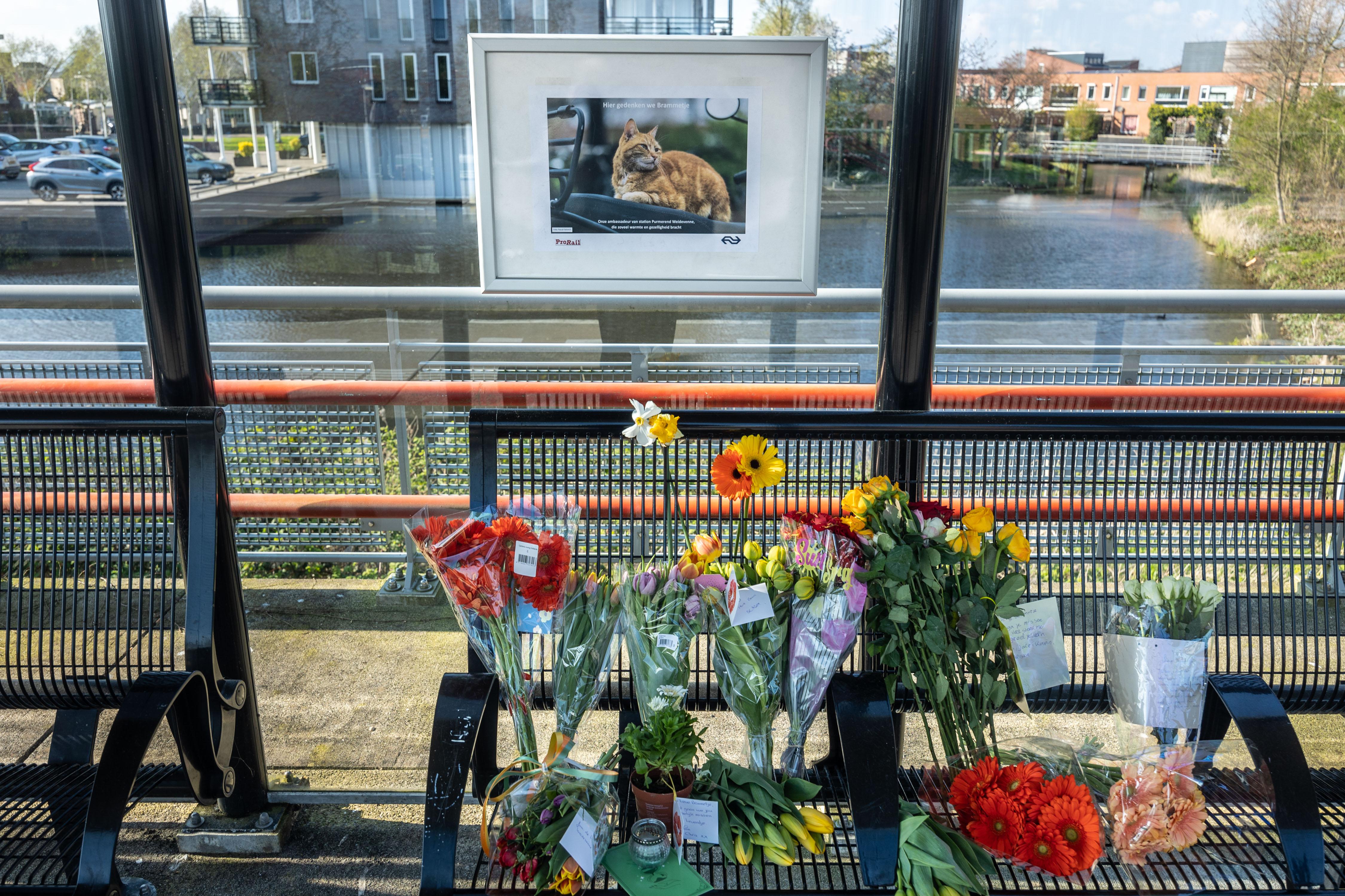 Overleden stationskat van Weidevenne Brammetje zal in de buurt van spoor 1 vereeuwigd worden in bron