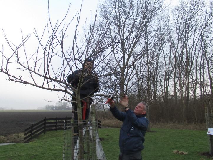 Fruitbomen leren snoeien in Rundveemuseum Aartswoud