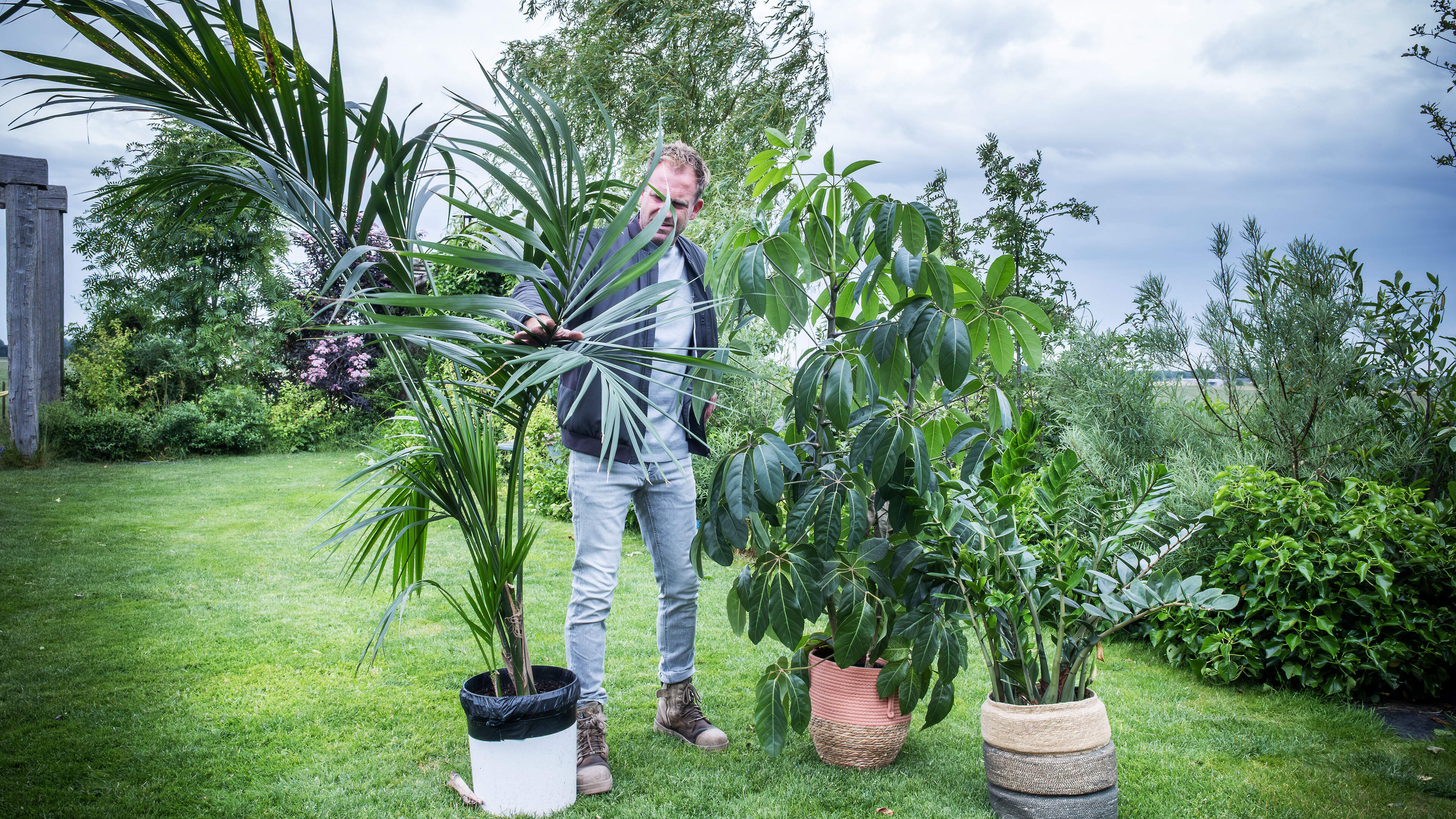 Corrie wants to save her ficus but the leaves are limp. Farmer Tom: 'Too much water is a common problem with houseplants'