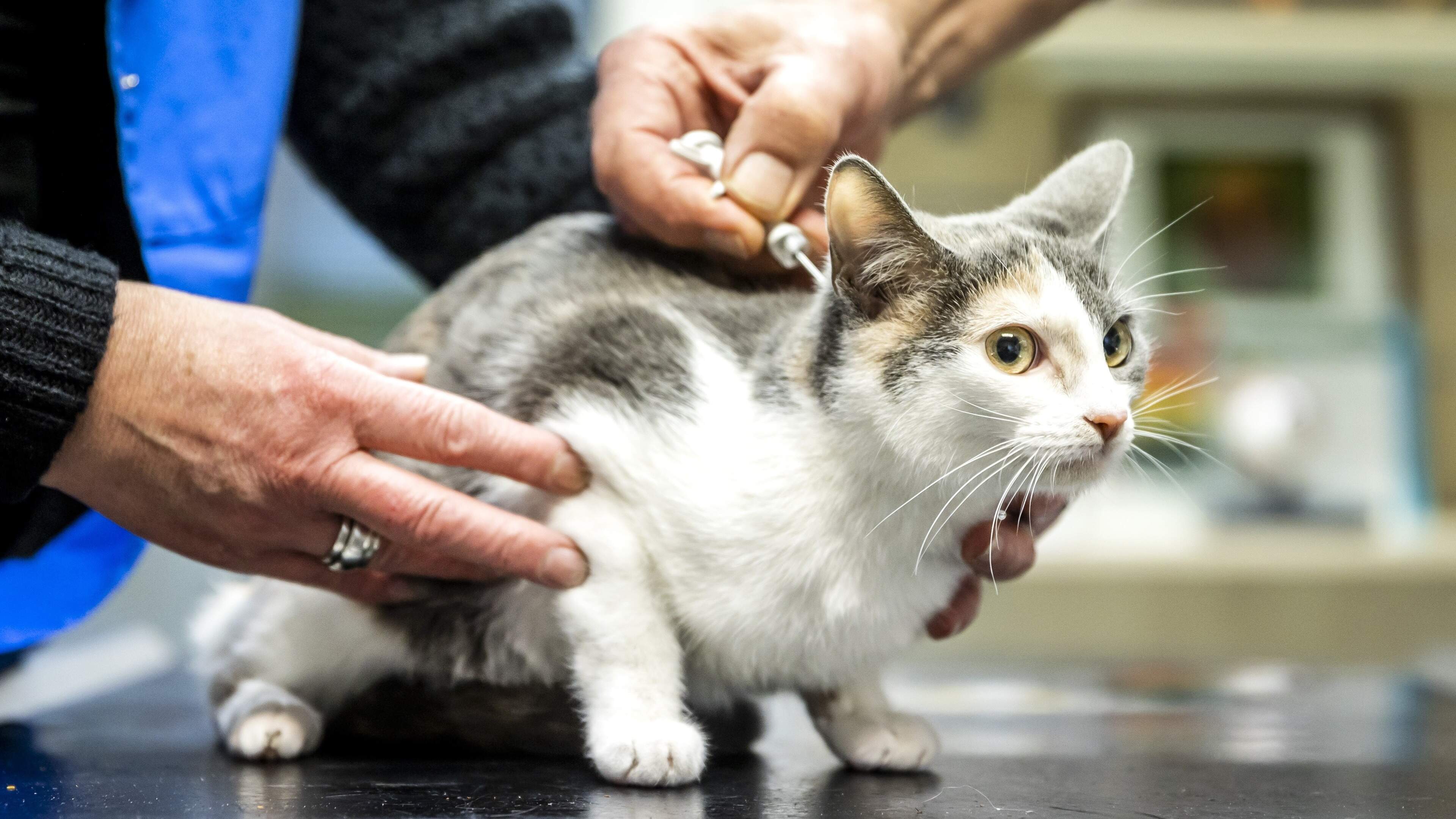 Government acts against soaring vet costs: what is your most remarkable bill?