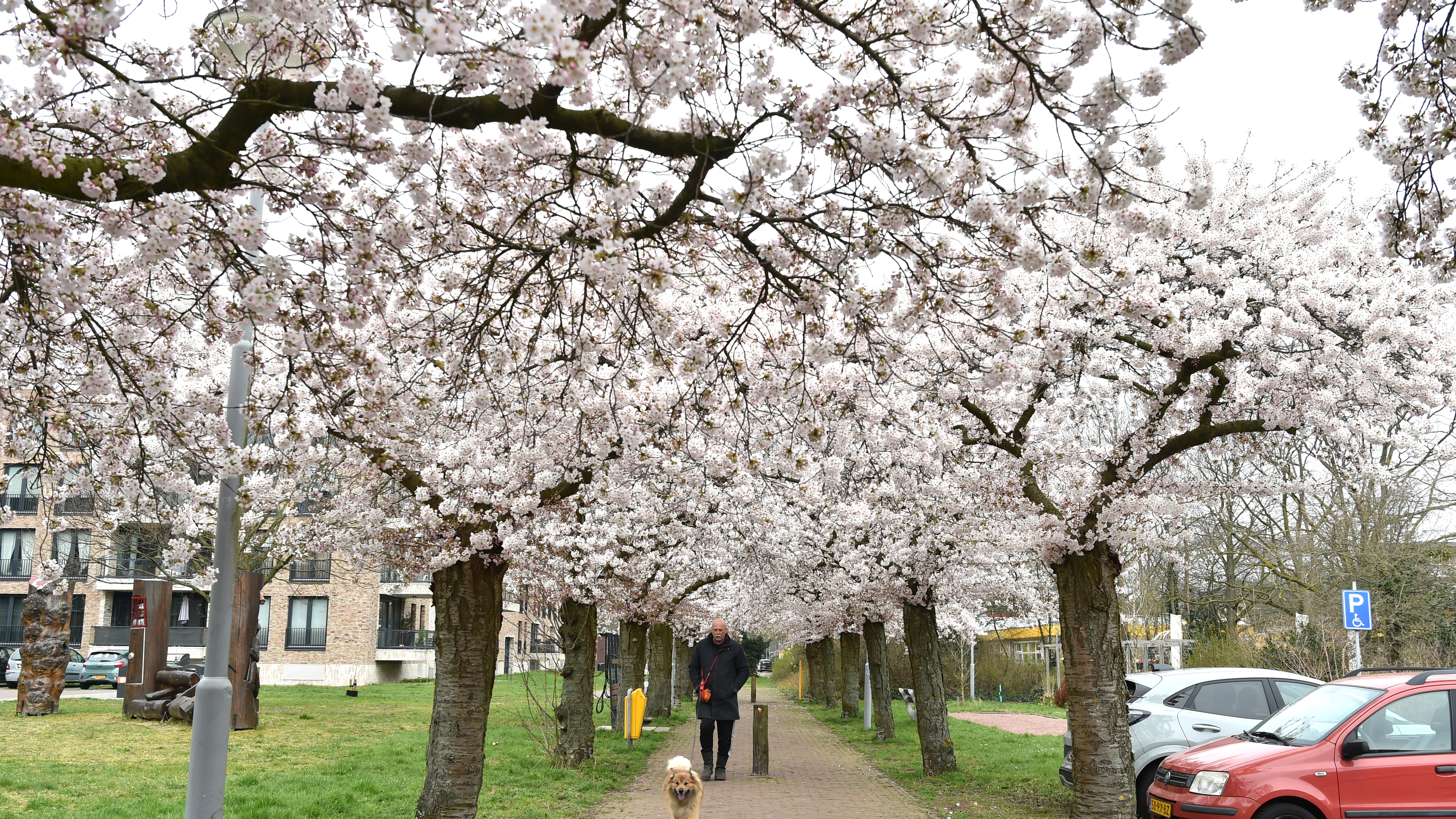 Winter coats can be put away as blossoms bloom on Nicolaas Hennemanpad in Heemskerk