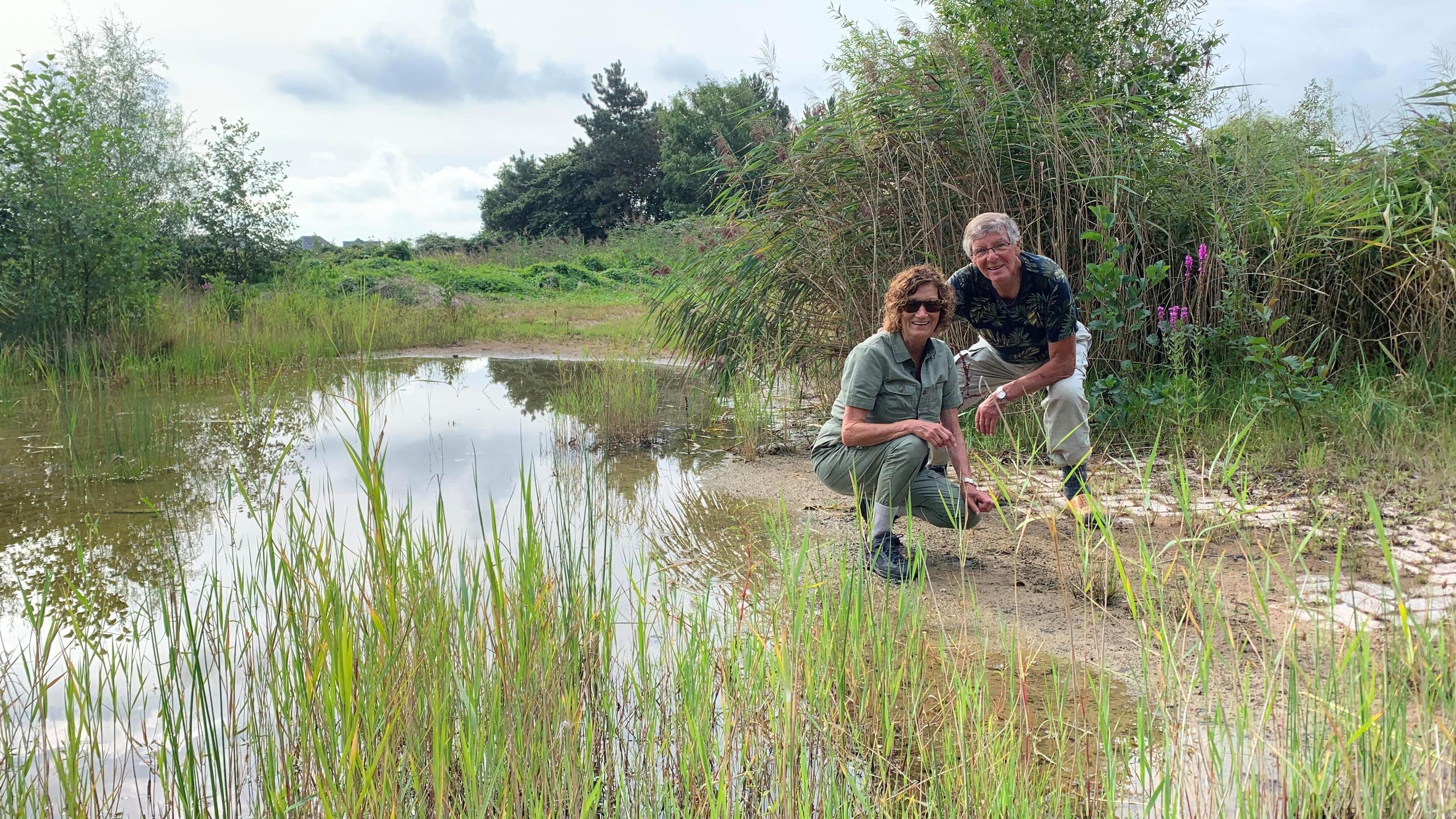 Rugstreeppad aangetroffen in natuurgebied bij nieuwbouwwijk Ursem. Koggenland investeert in paddenba
