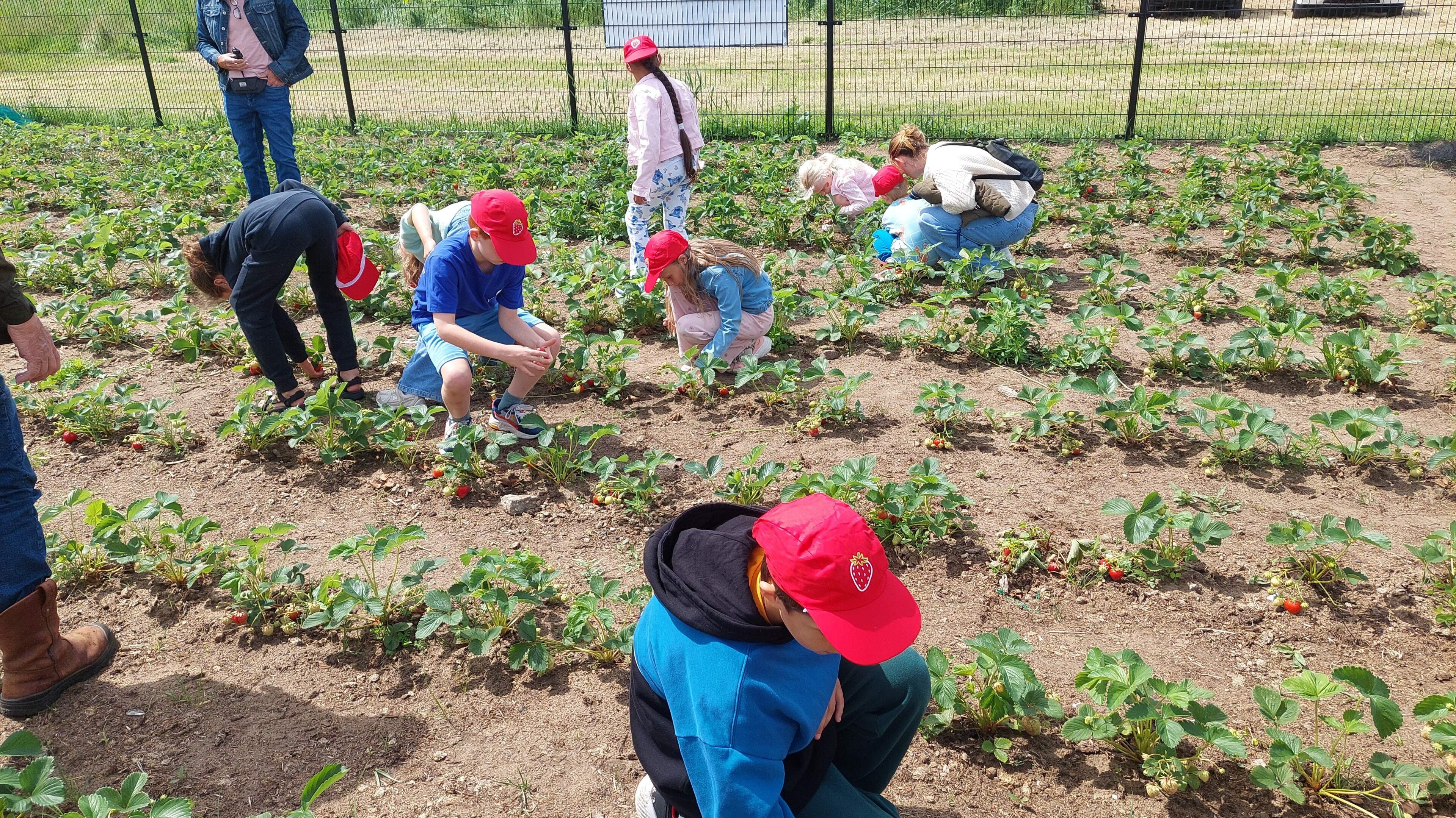 Picking strawberries on Strawberry Day: 'We're going to eat them all'
