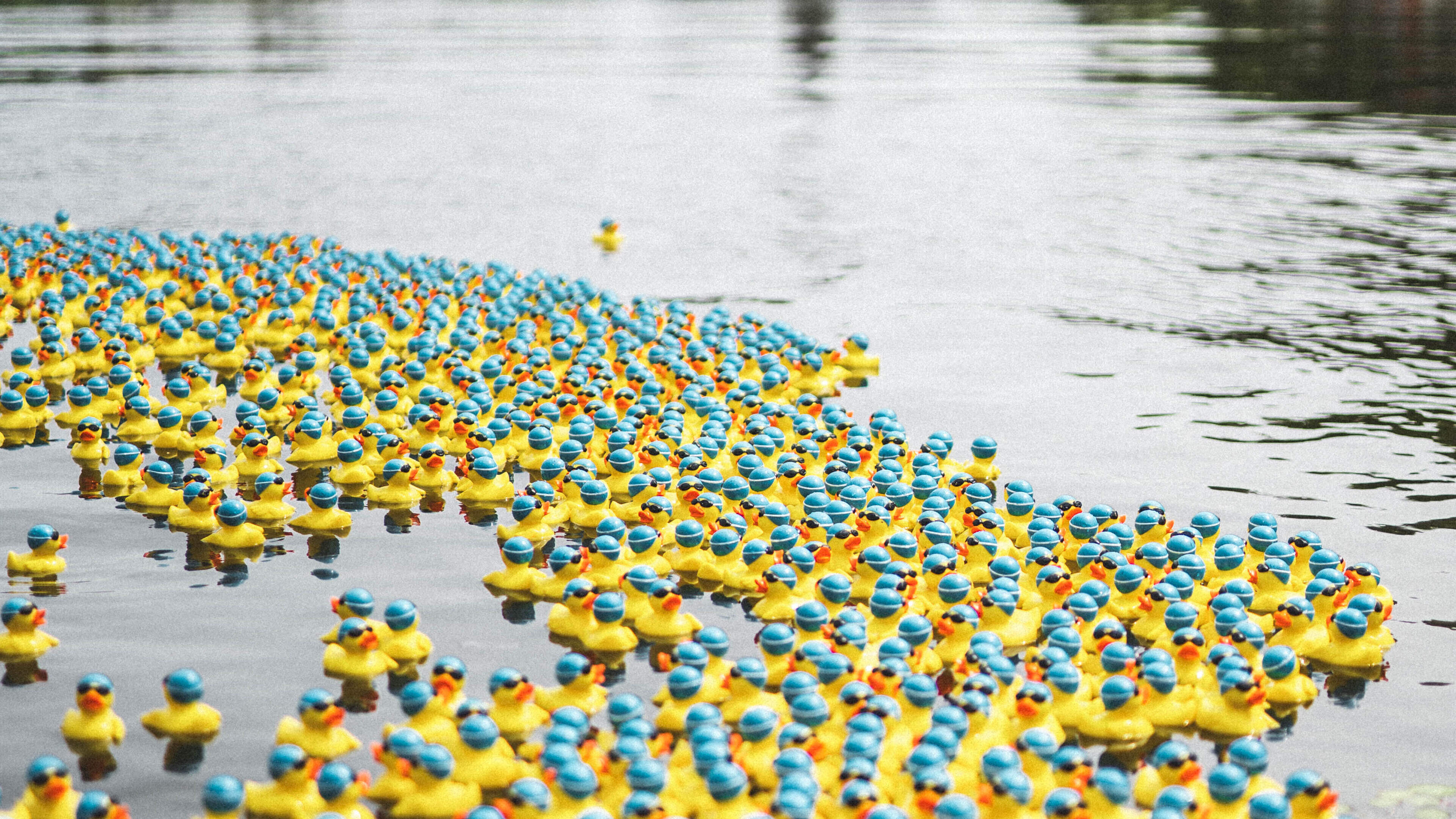 1,500 rubber ducks race for charity in Heemskerk, tickets on sale at local Rotary Club