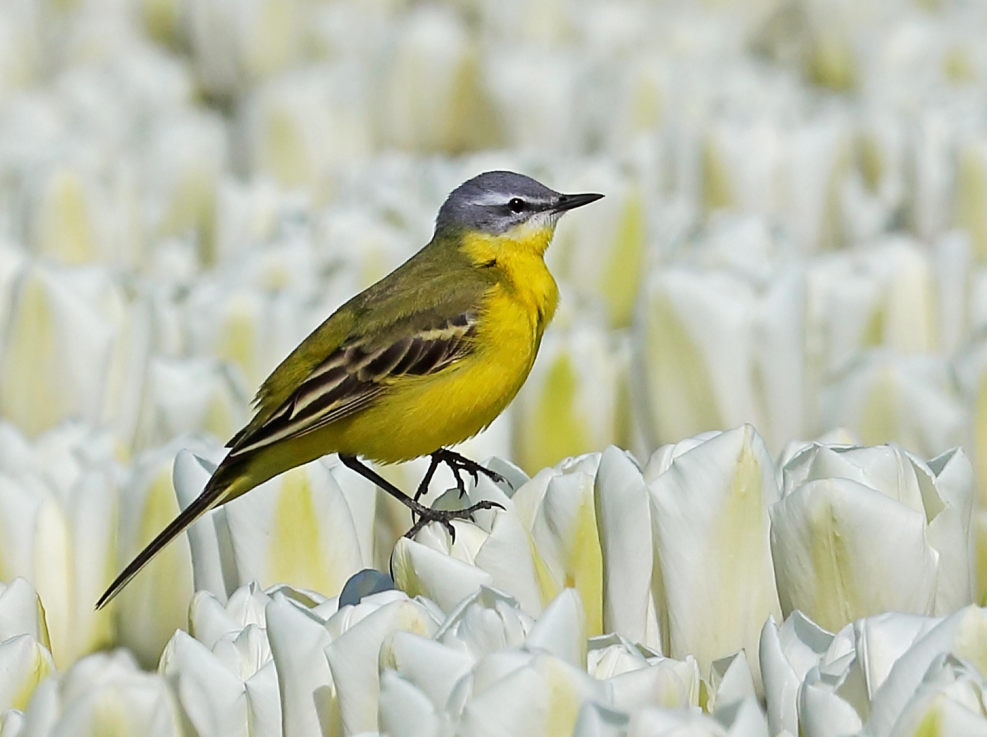 Gele kwikstaart steelt show in bloeiend tulpenveld tussen Twisk en Broerdijk