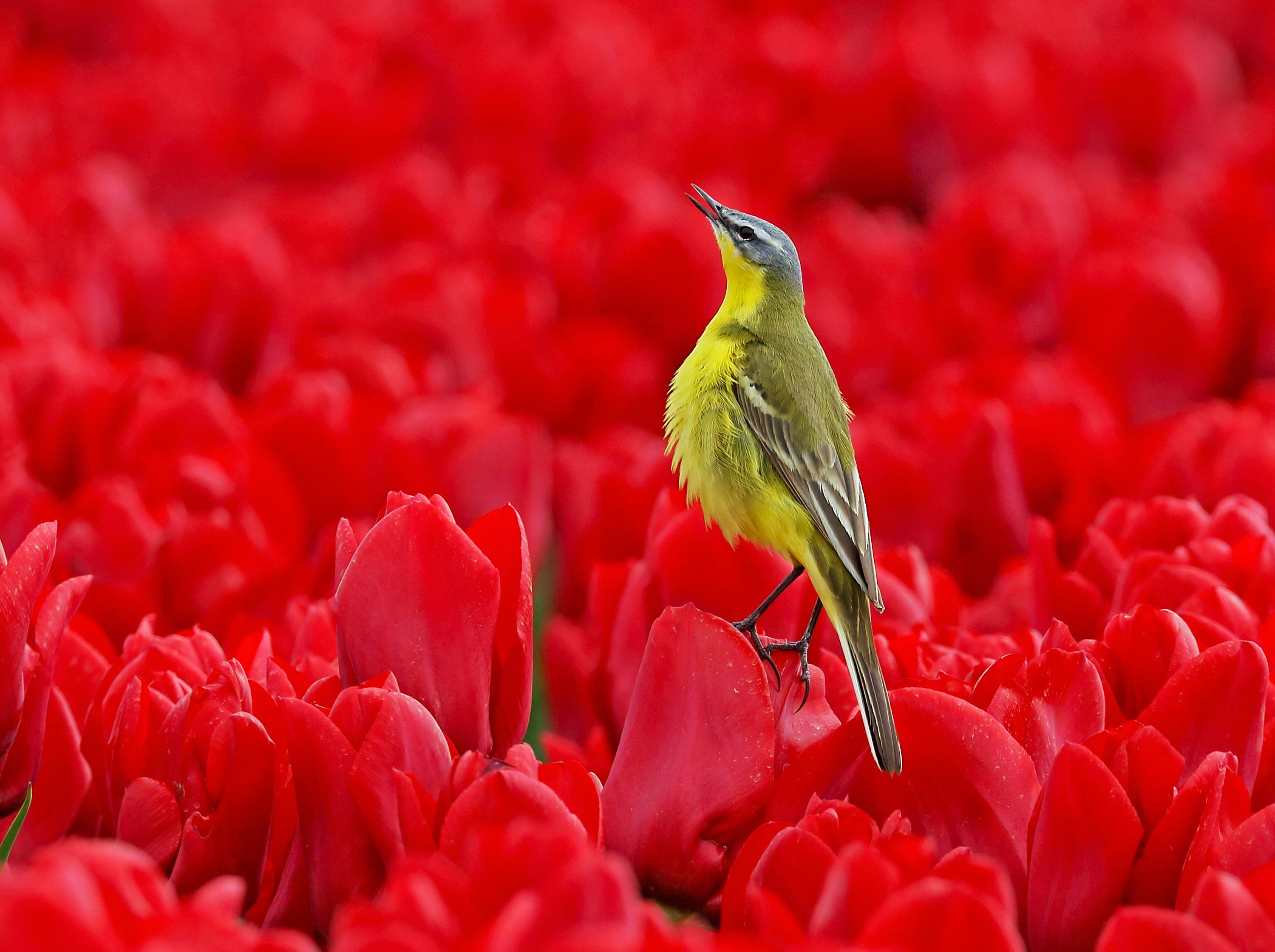 Gele Kwikstaart kleurt in Twisk rood tulpenveld