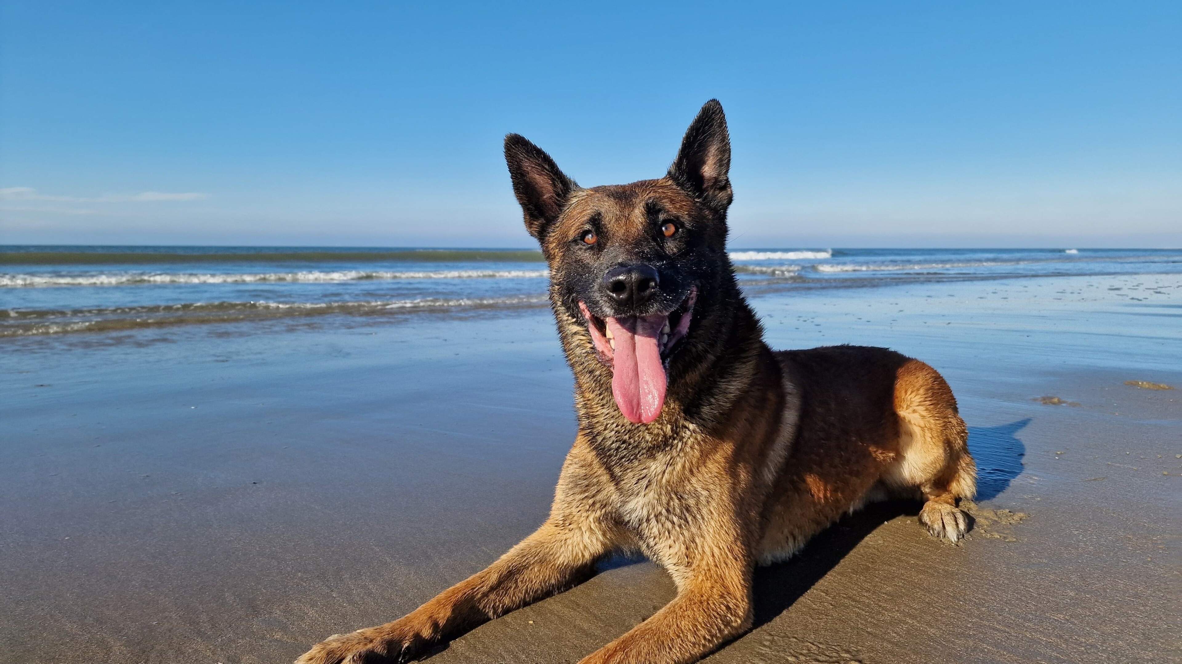 New owner for police dog Woody: ‘This is the ultimate match’