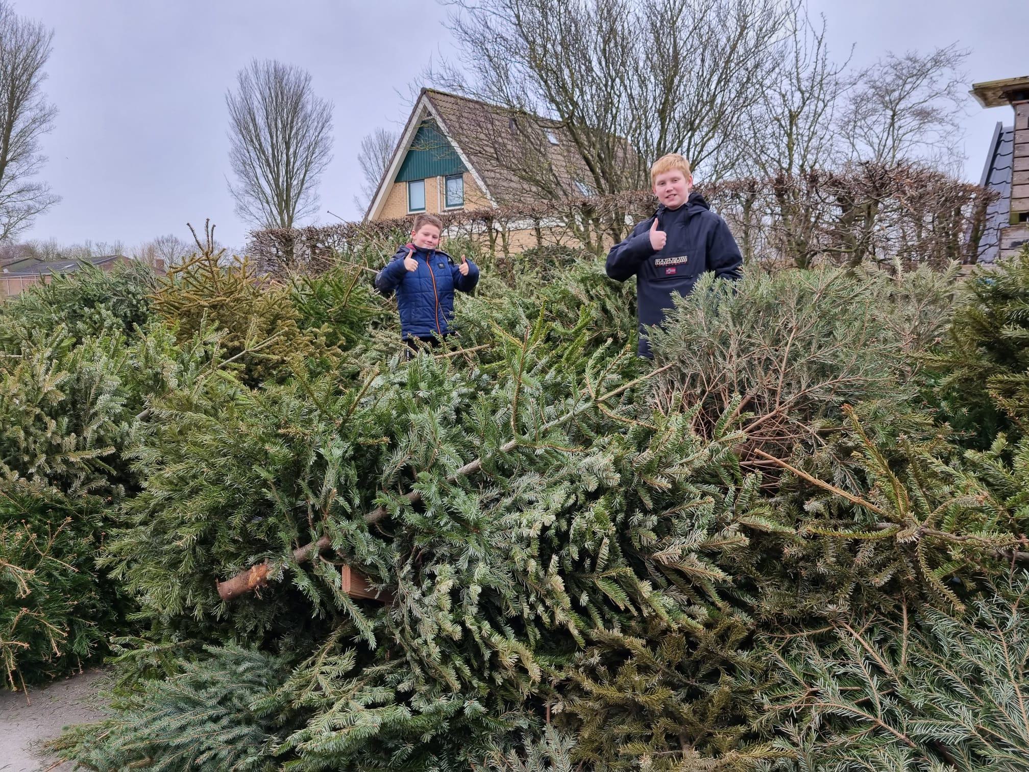Inzamelen van kerstbomen levert in veel West-Friese gemeenten weer een zakcentje op
