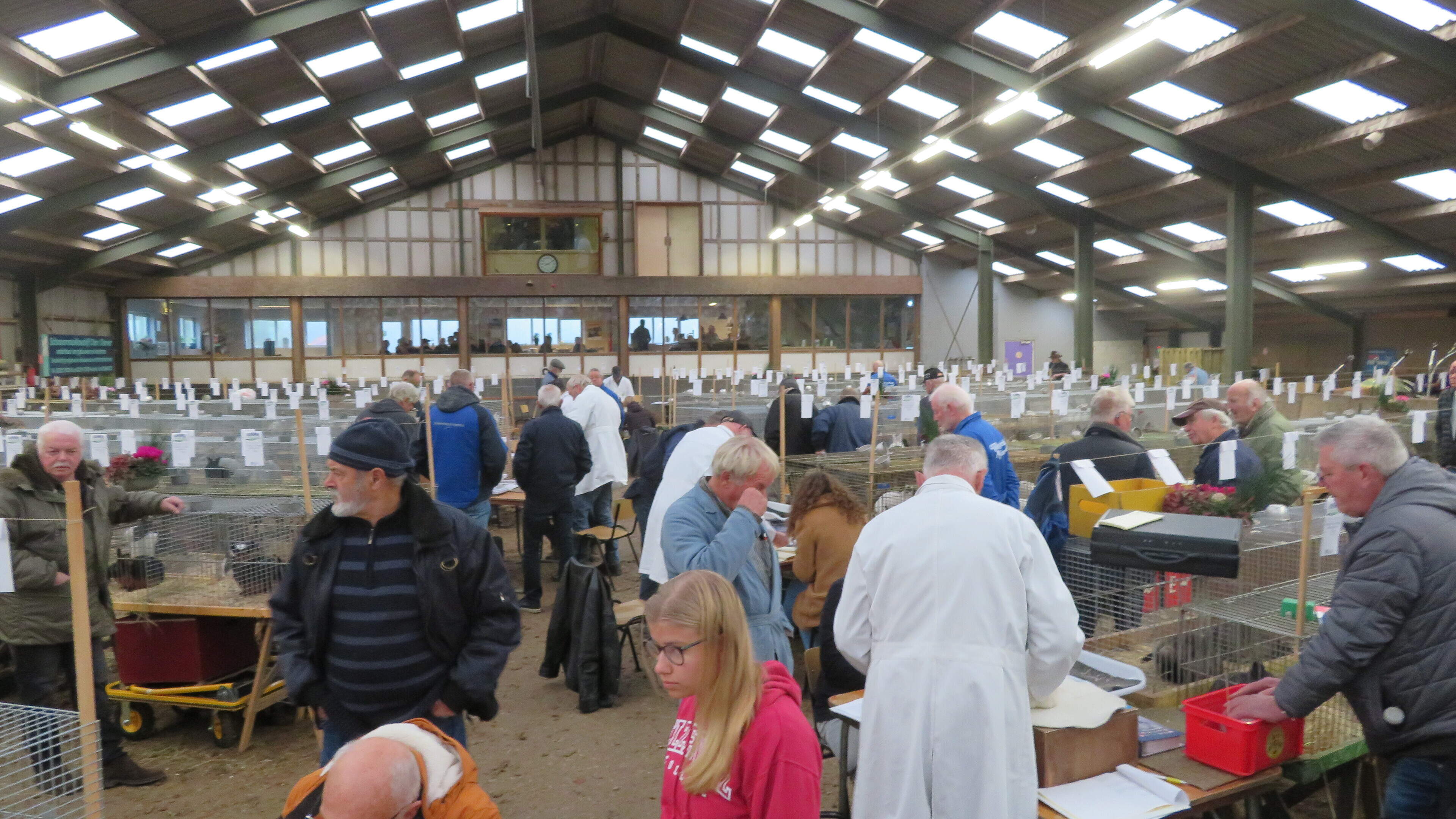 Kleindierenshow in de manege van Wironruiters in Hippolytushoef. Hoenders zijn weer welkom