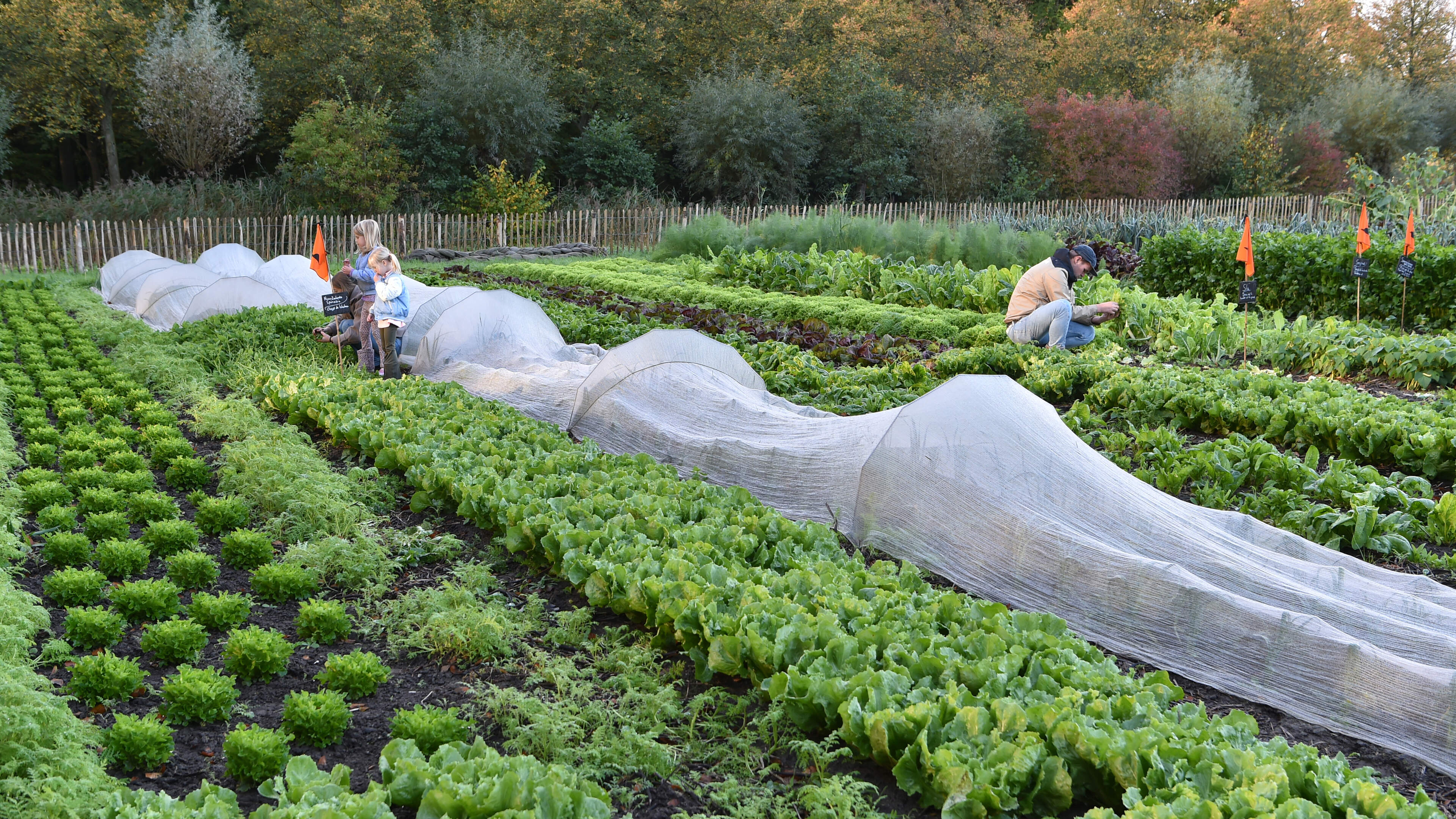 Self-harvest garden at Marquette in Heemskerk doubles in size after success