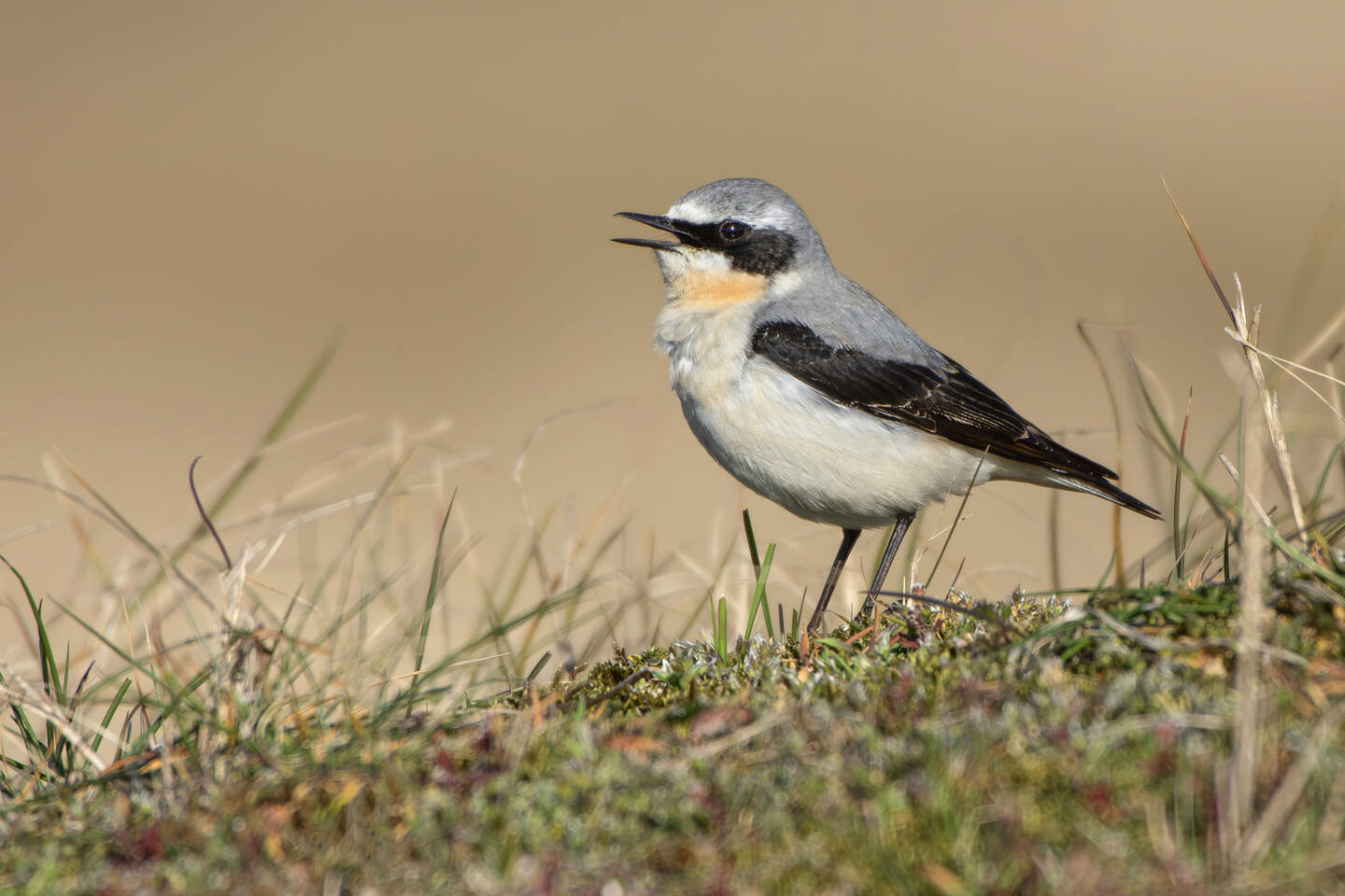 Ruwvoer; hooi voor konijnen en knaagdieren - Pets Place