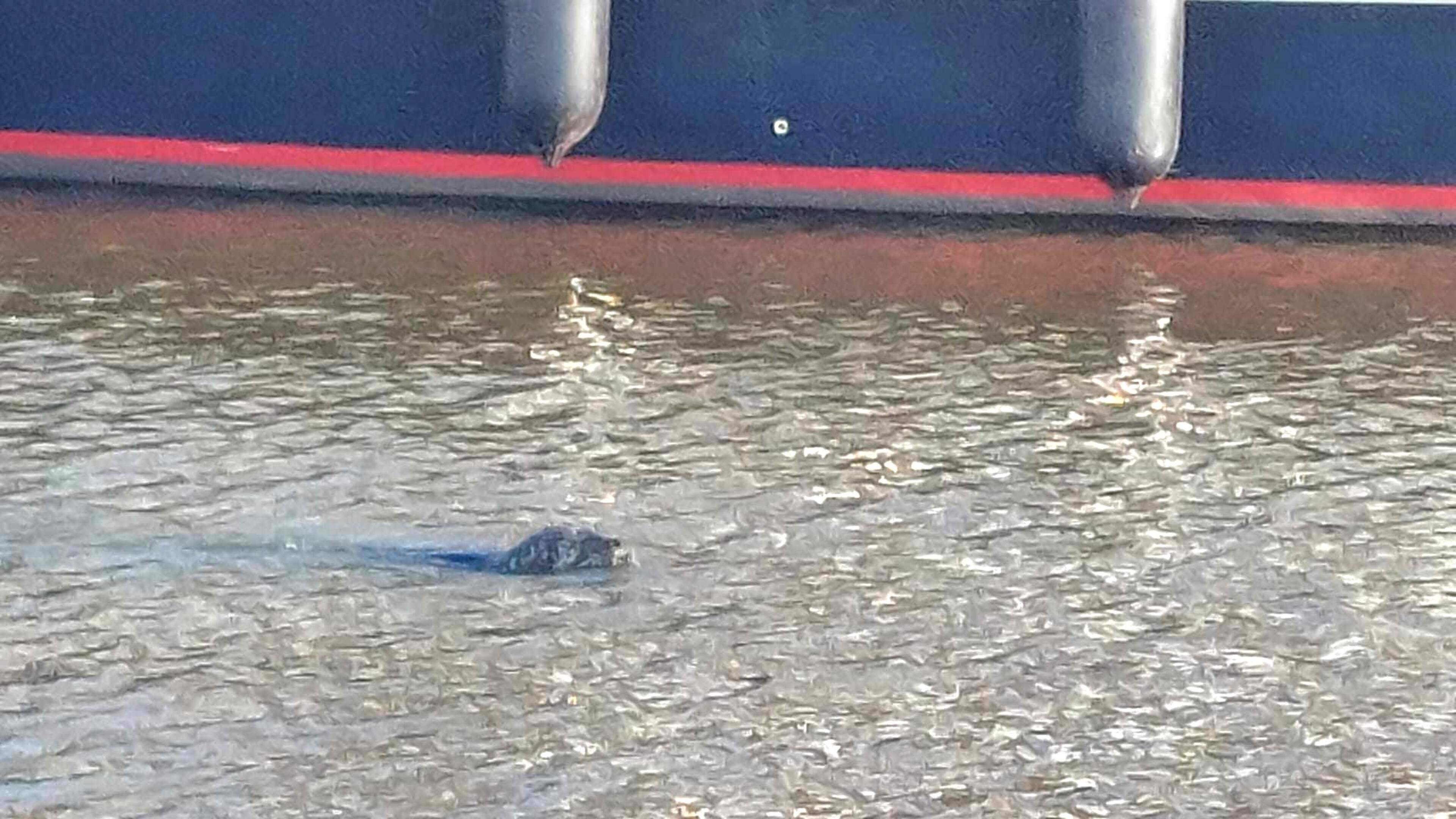 En ineens zwemt er een zeehond in de haven van Broek op Langedijk. ‘Dacht eerst dat het een grap was